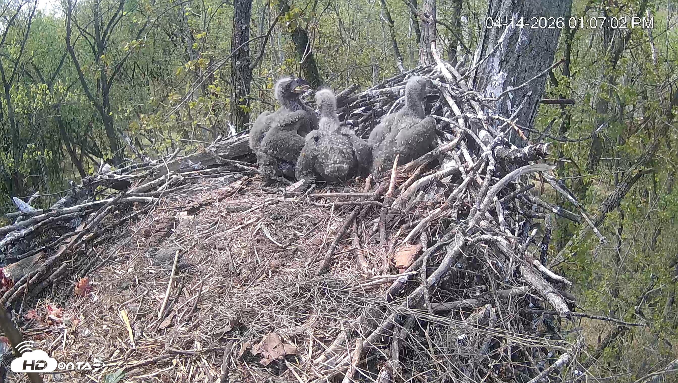 Snapshot of Cardinal Land Conservancy Eagles Live Webcam taken Apr 14, 2026, 1:07pm EDT