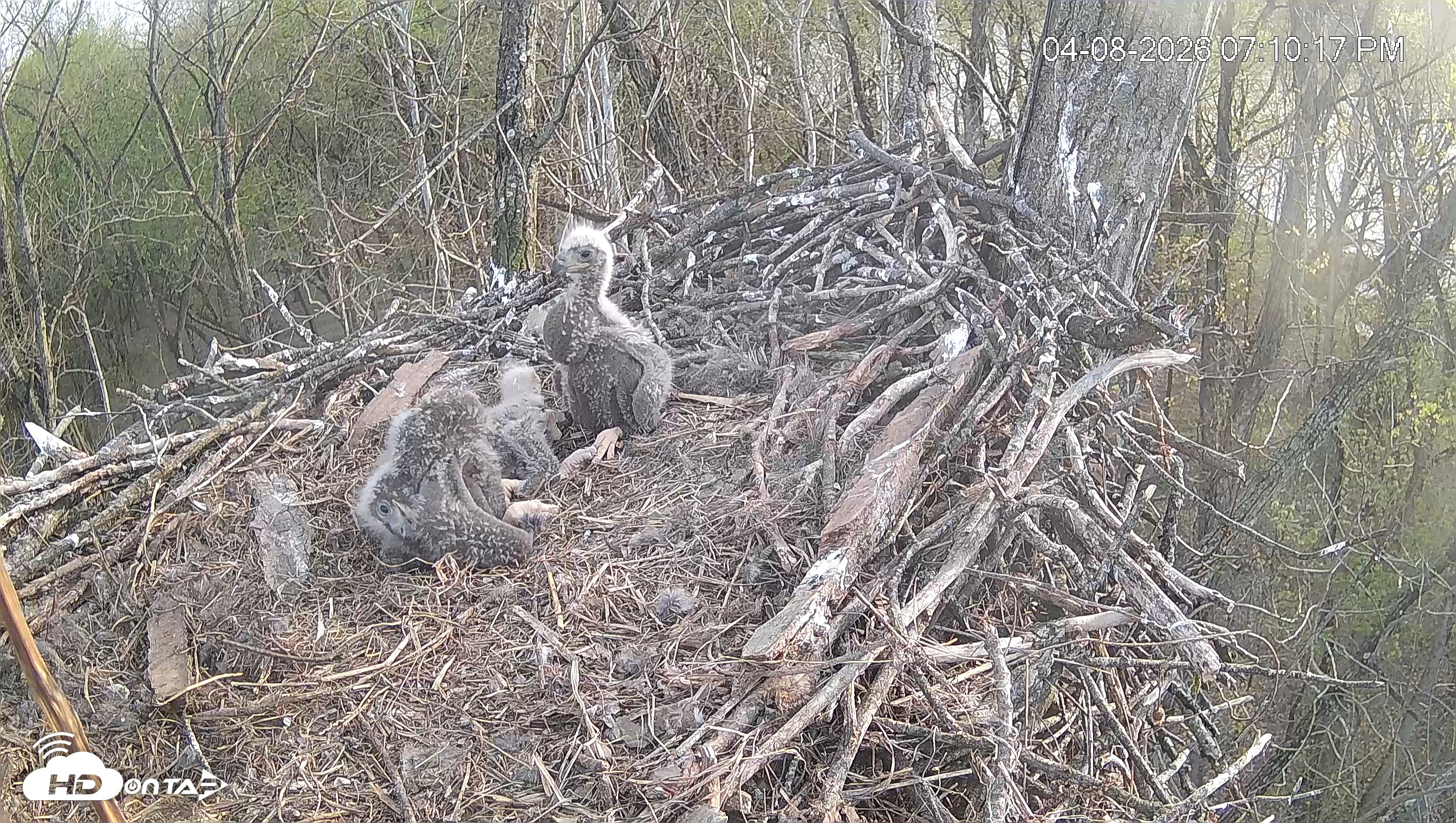 Snapshot of Cardinal Land Conservancy Eagles Live Webcam taken Apr 8, 2026, 7:12pm EDT