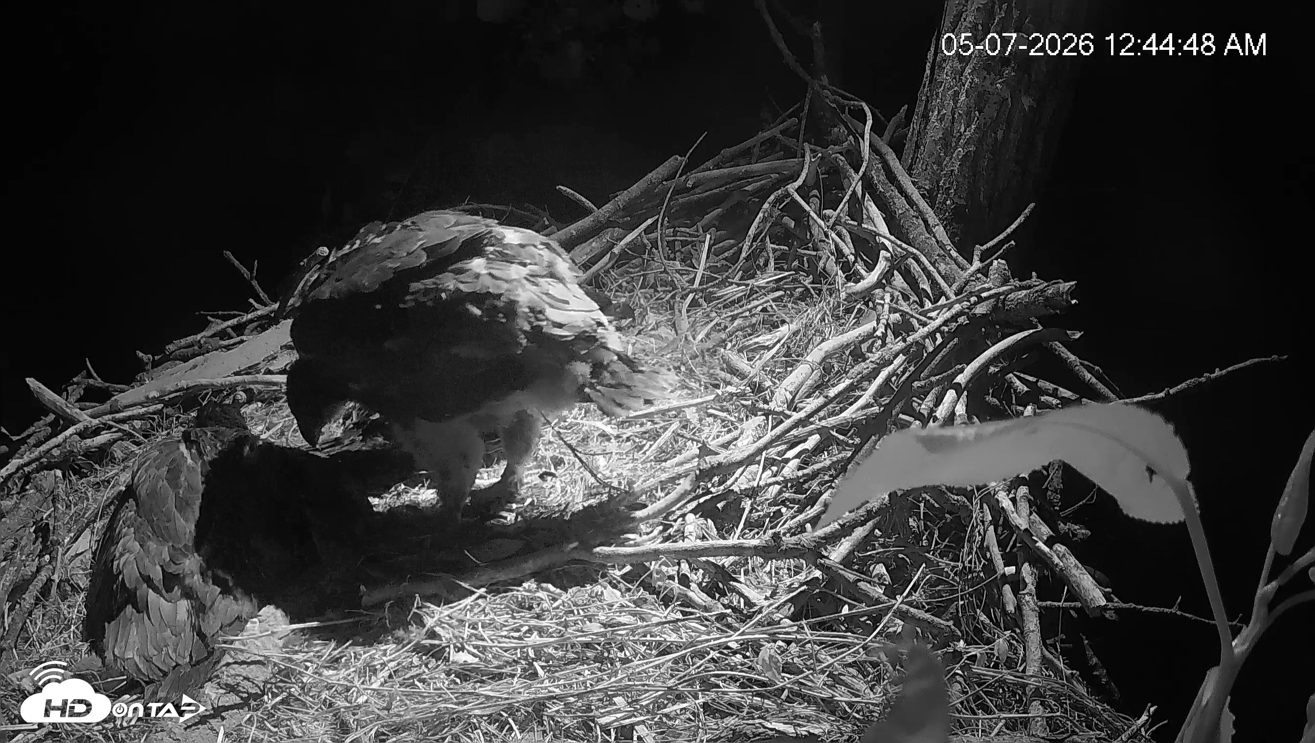Snapshot of Cardinal Land Conservancy Eagles Live Webcam taken May 7, 2026, 12:45am EDT