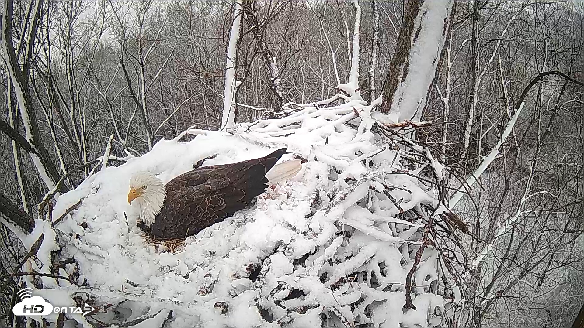 Snapshot of Cardinal Land Conservancy Eagles Live Webcam taken Feb 12, 2025, 8:26am EST