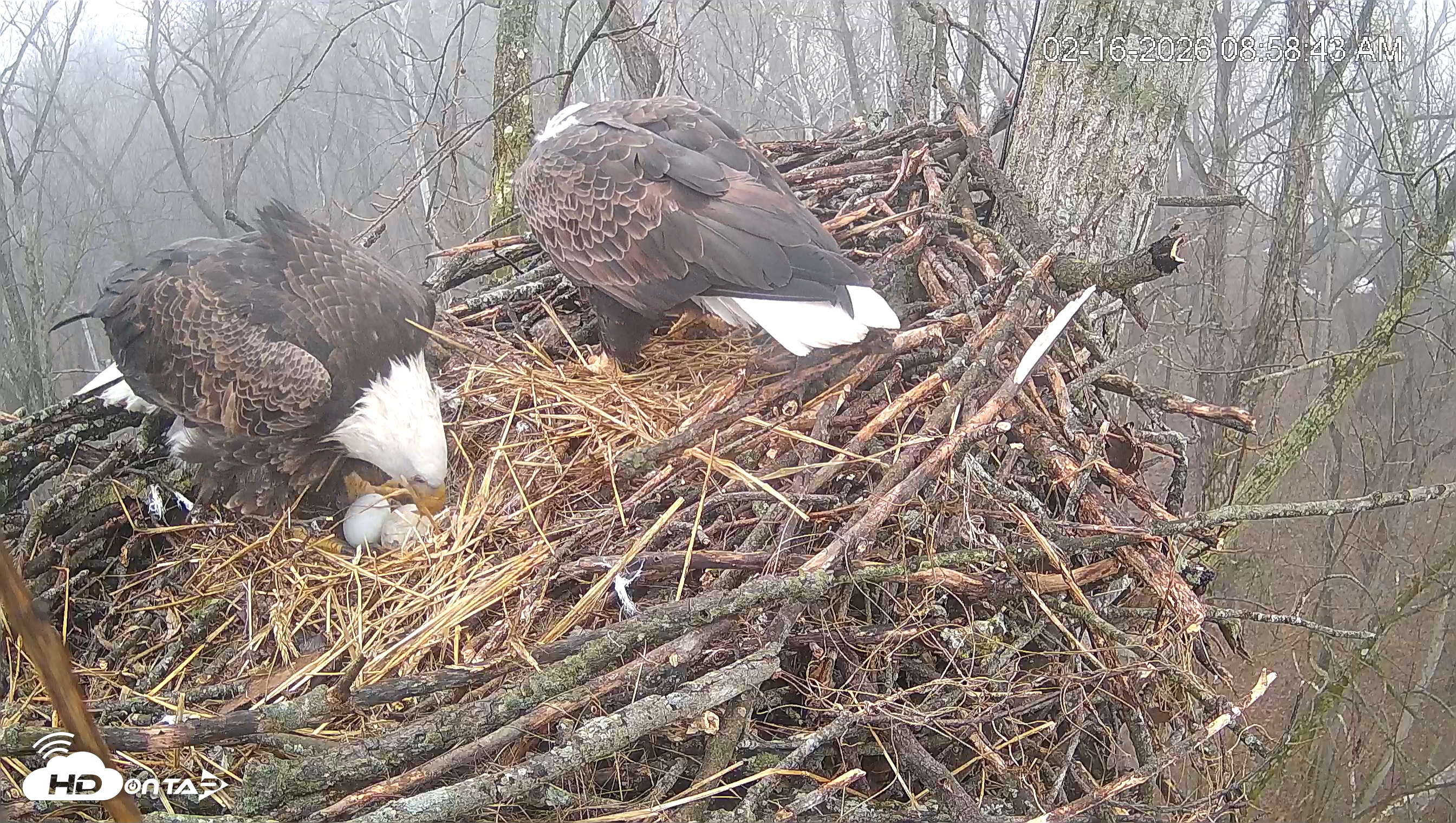 Snapshot of Cardinal Land Conservancy Eagles Live Webcam taken Feb 16, 2026, 8:59am EST
