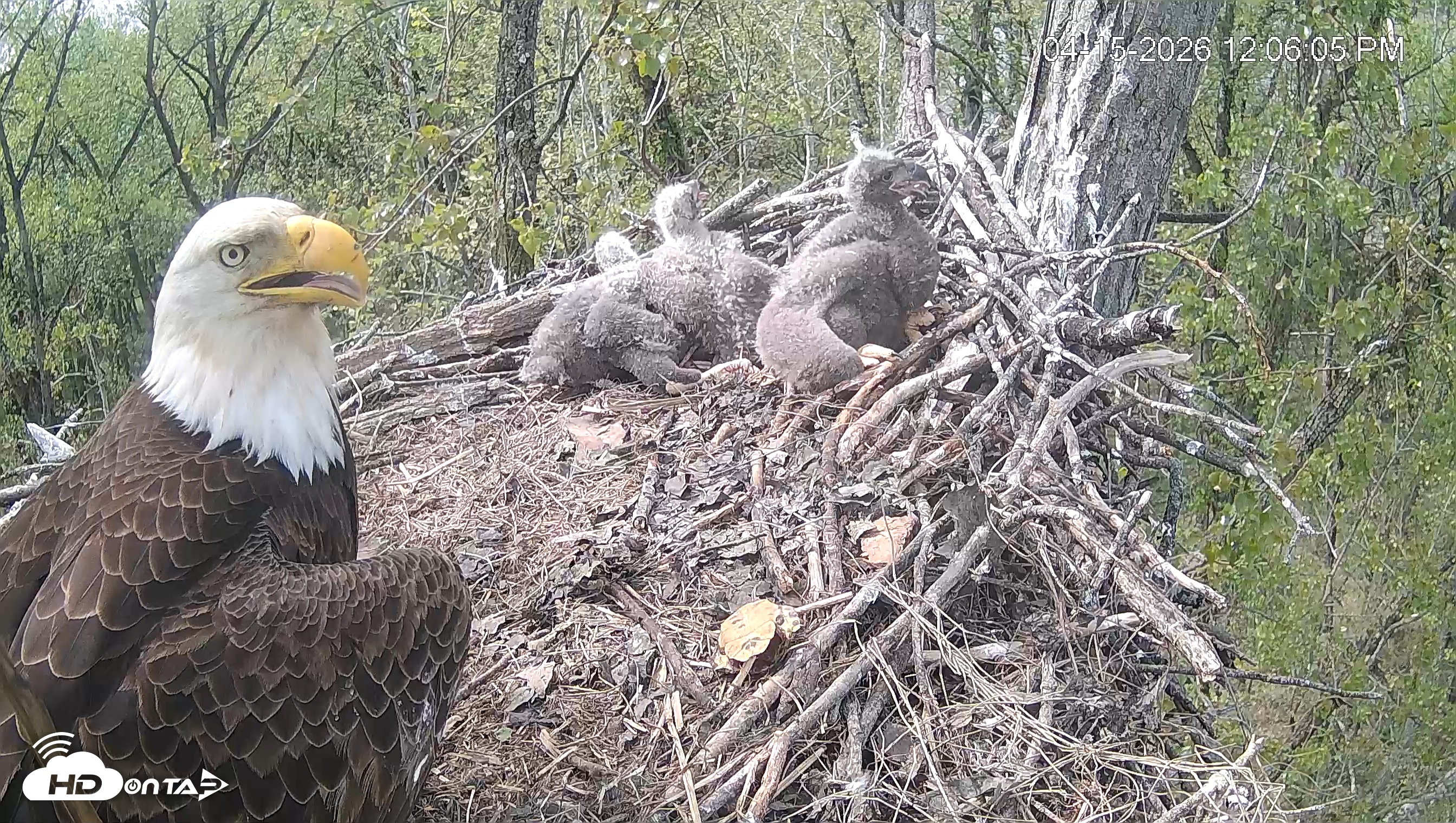 Snapshot of Cardinal Land Conservancy Eagles Live Webcam taken Apr 15, 2026, 12:07pm EDT