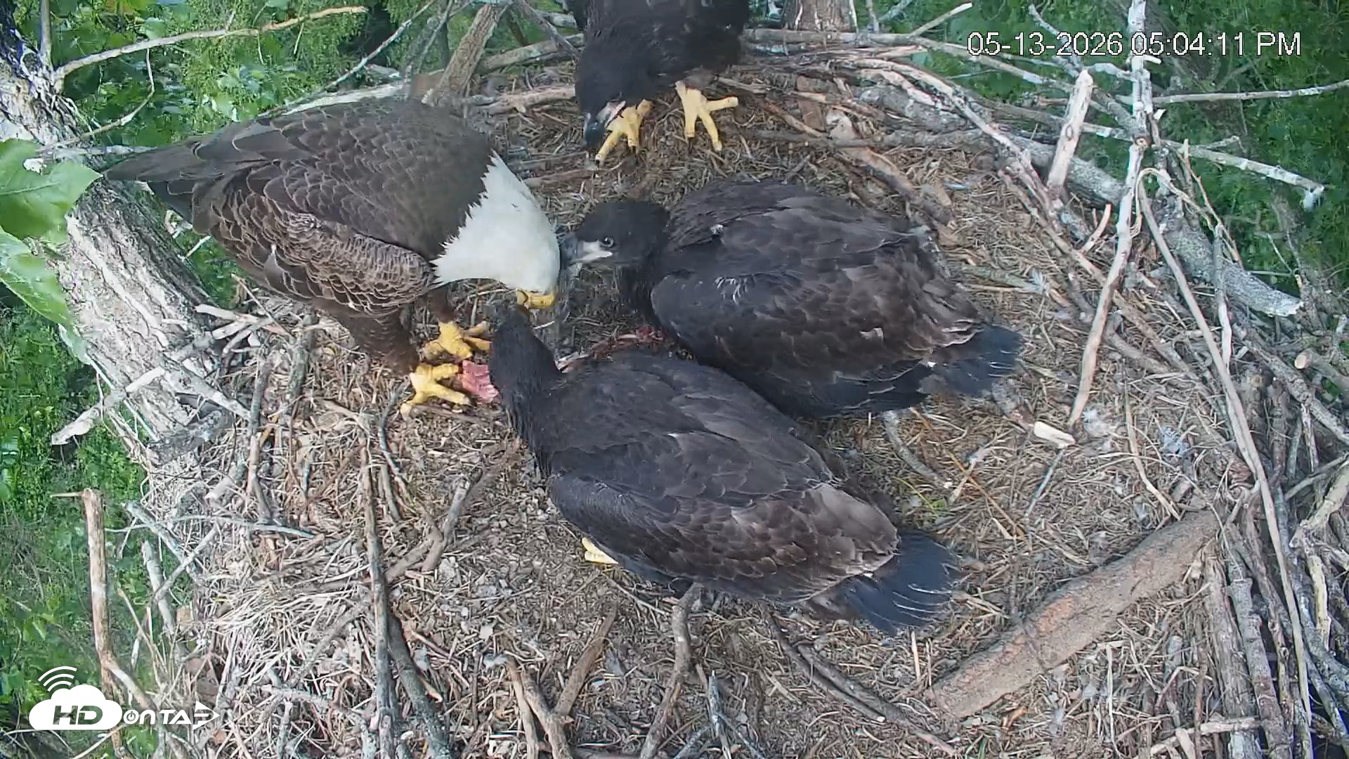 Snapshot of Cardinal Land Conservancy Eagles Live Webcam taken May 13, 2026, 5:05pm EDT
