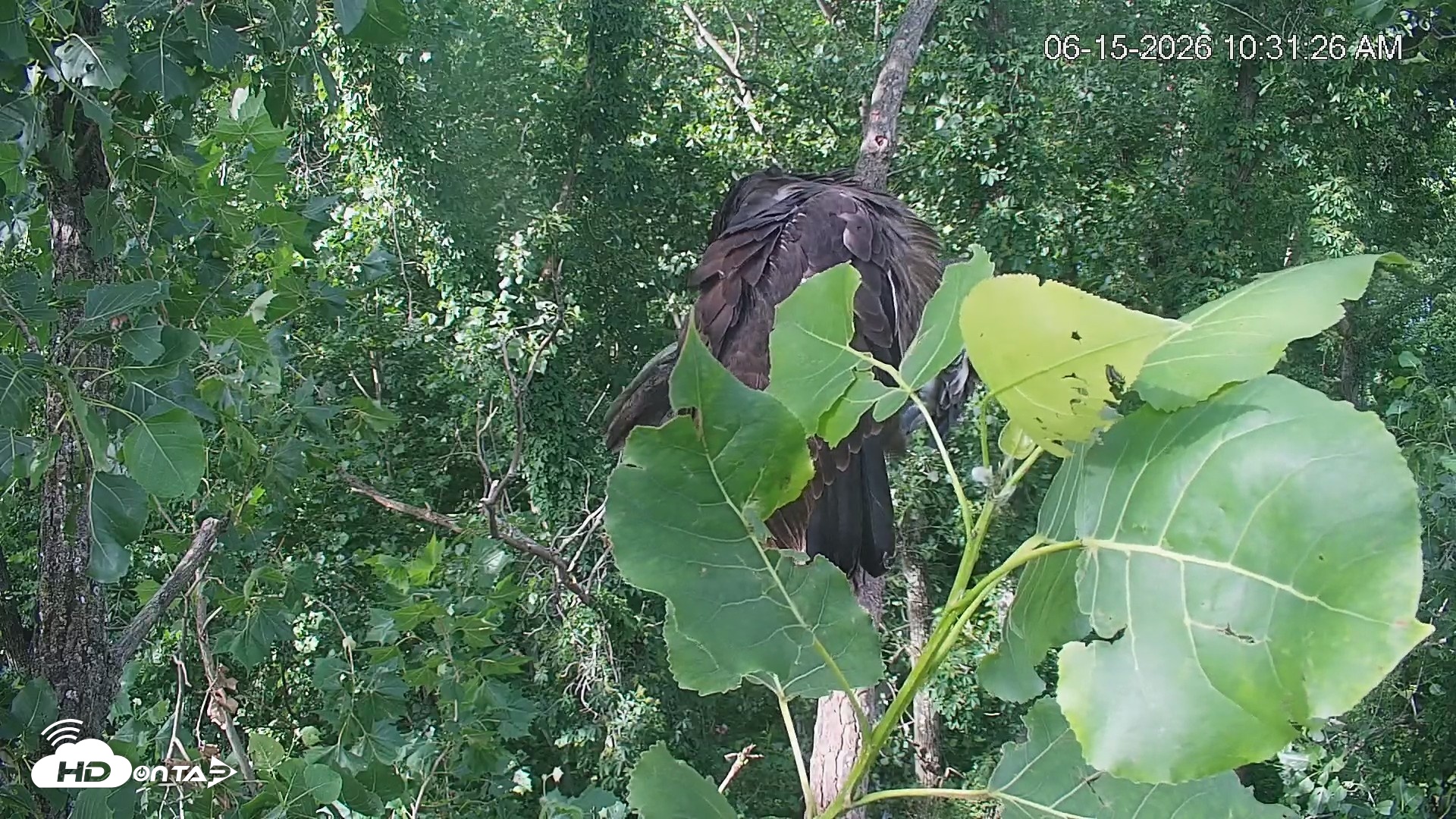Snapshot of Cardinal Land Conservancy Eagles Live Webcam taken Jun 15, 2026, 10:32am EDT