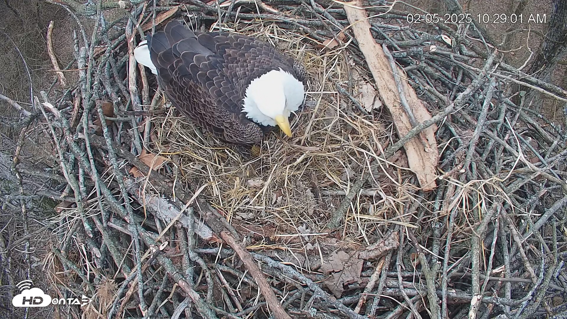 Snapshot of Cardinal Land Conservancy Eagles Live Webcam taken Feb 5, 2025, 10:29am EST