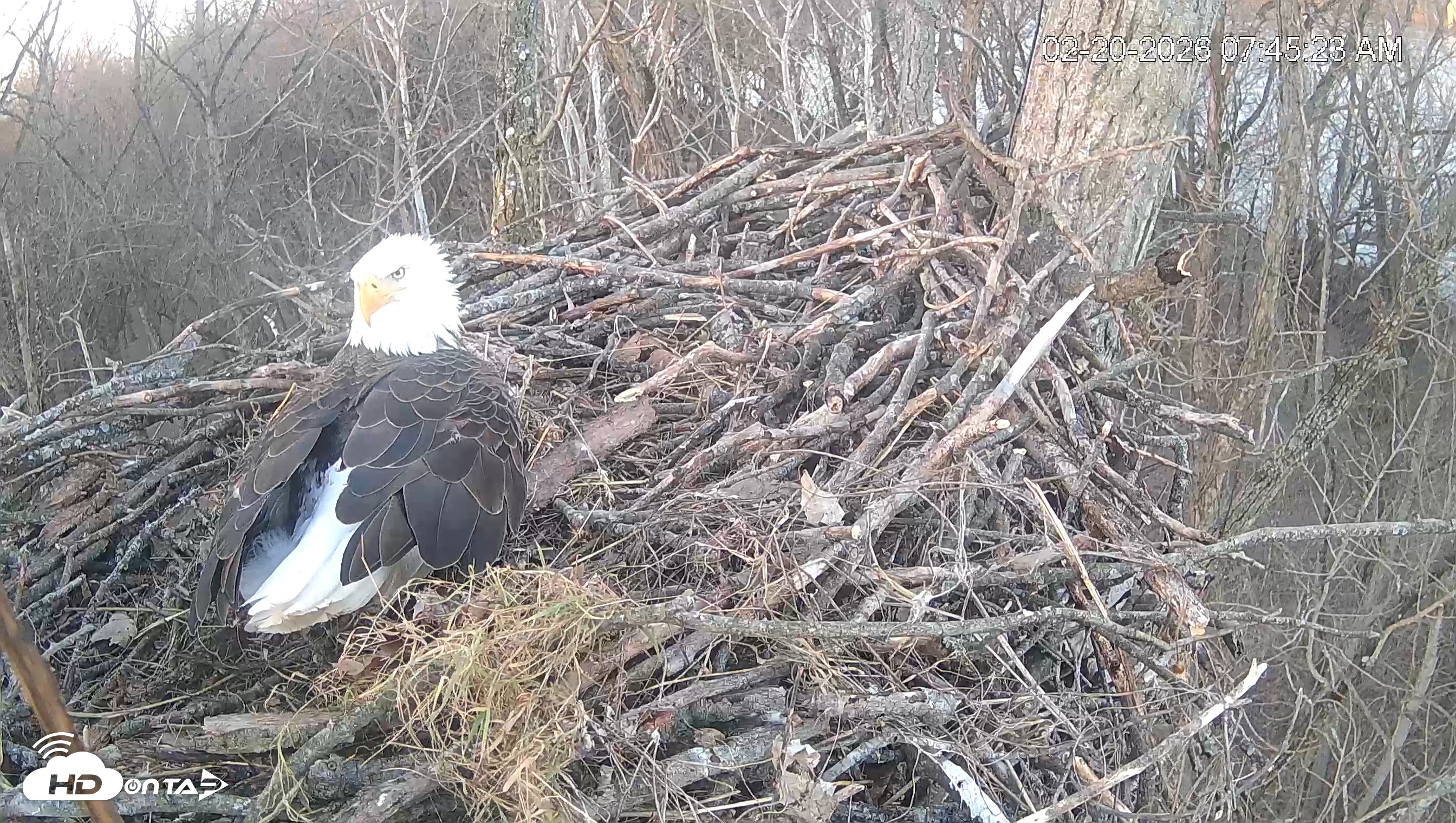 Snapshot of Cardinal Land Conservancy Eagles Live Webcam taken Feb 20, 2026, 7:46am EST