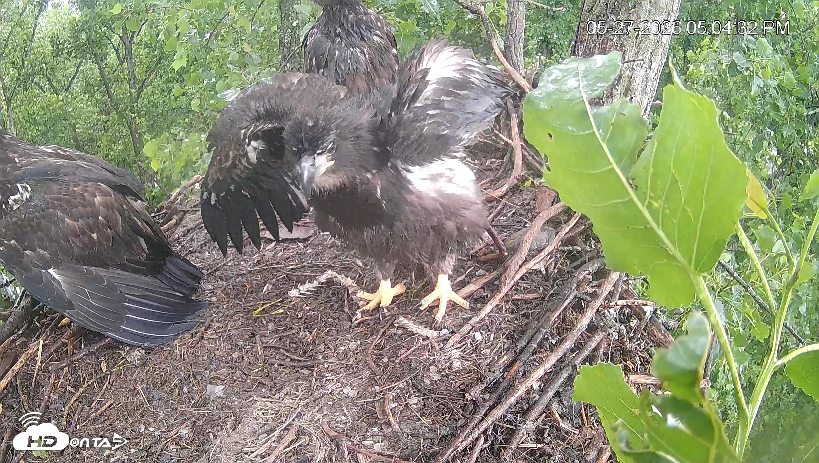 Snapshot of Cardinal Land Conservancy Eagles Live Webcam taken May 27, 2026, 5:05pm EDT