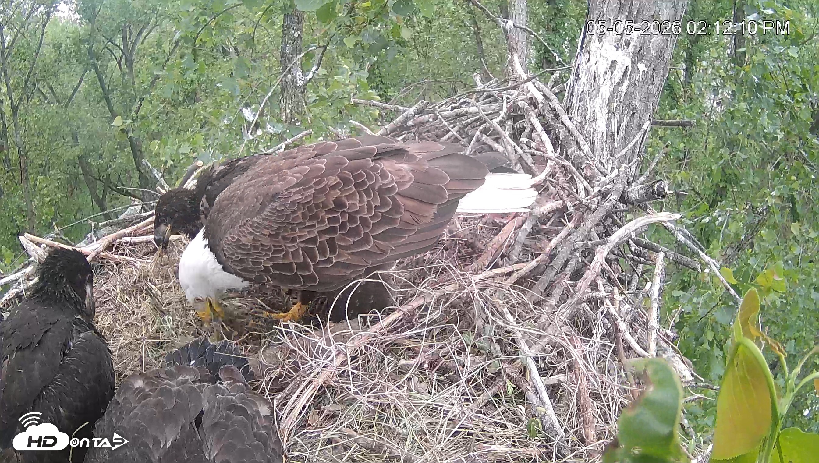 Snapshot of Cardinal Land Conservancy Eagles Live Webcam taken May 5, 2026, 2:13pm EDT