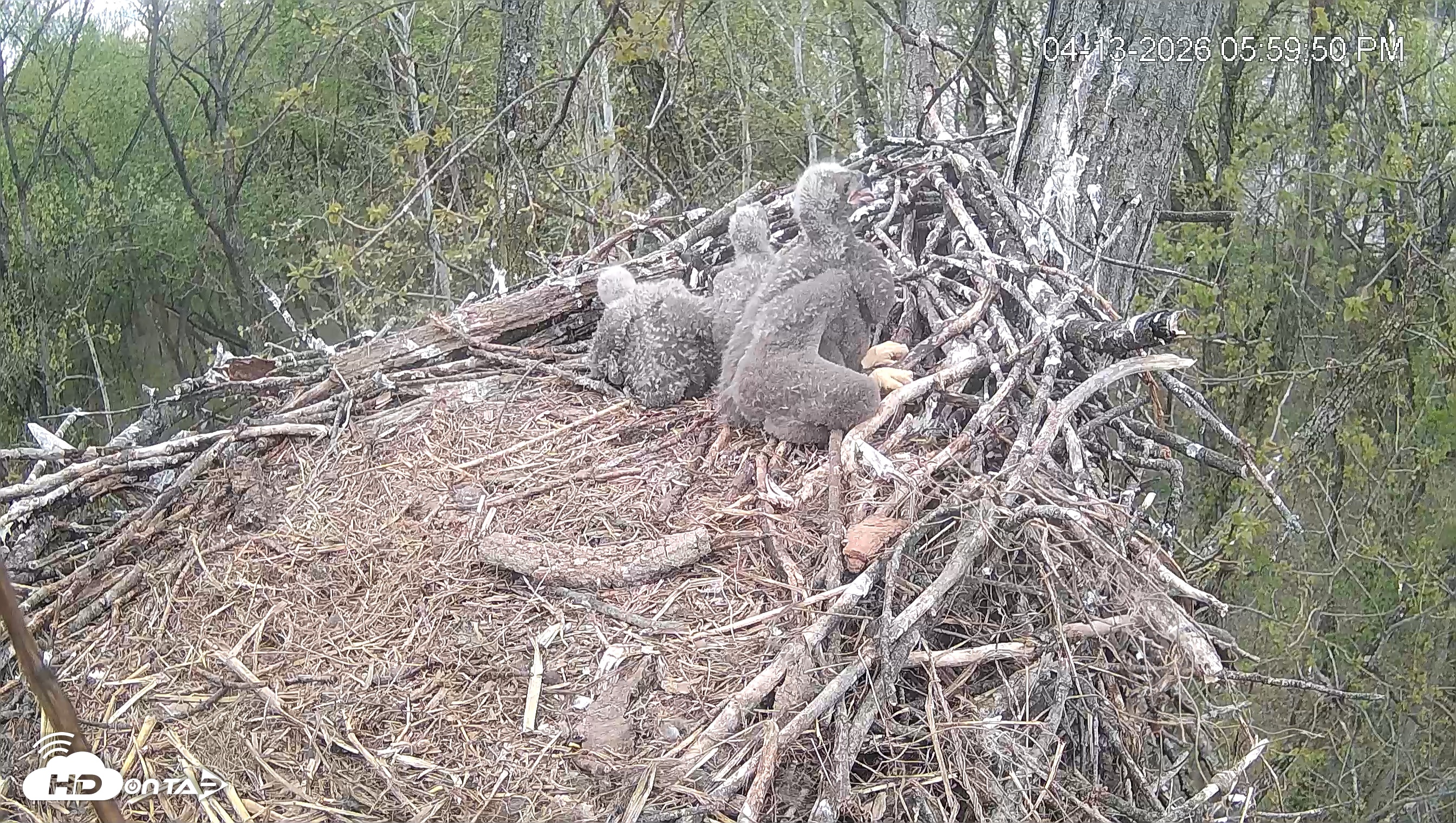 Snapshot of Cardinal Land Conservancy Eagles Live Webcam taken Apr 13, 2026, 6:00pm EDT