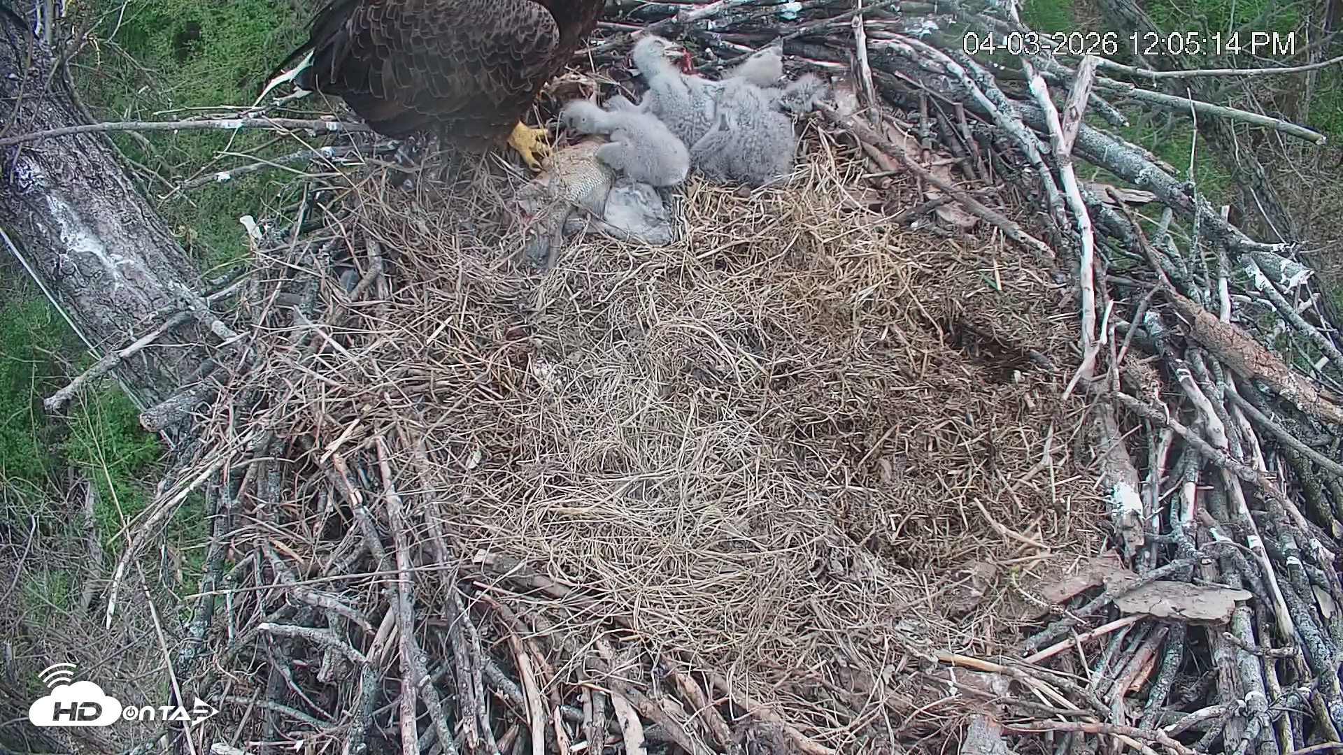Snapshot of Cardinal Land Conservancy Eagles Live Webcam taken Apr 3, 2026, 12:05pm EDT