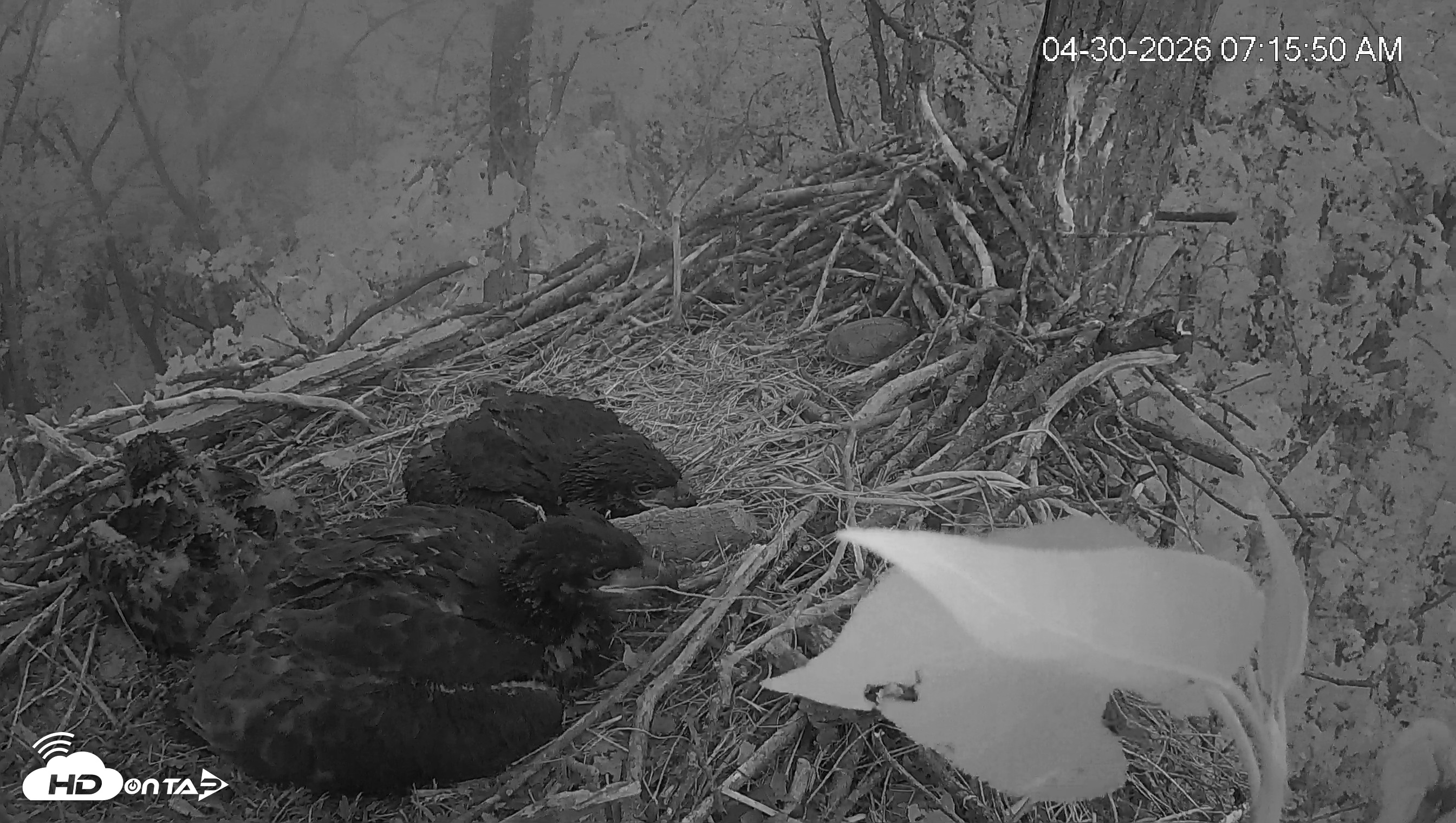 Snapshot of Cardinal Land Conservancy Eagles Live Webcam taken Apr 30, 2026, 7:16am EDT