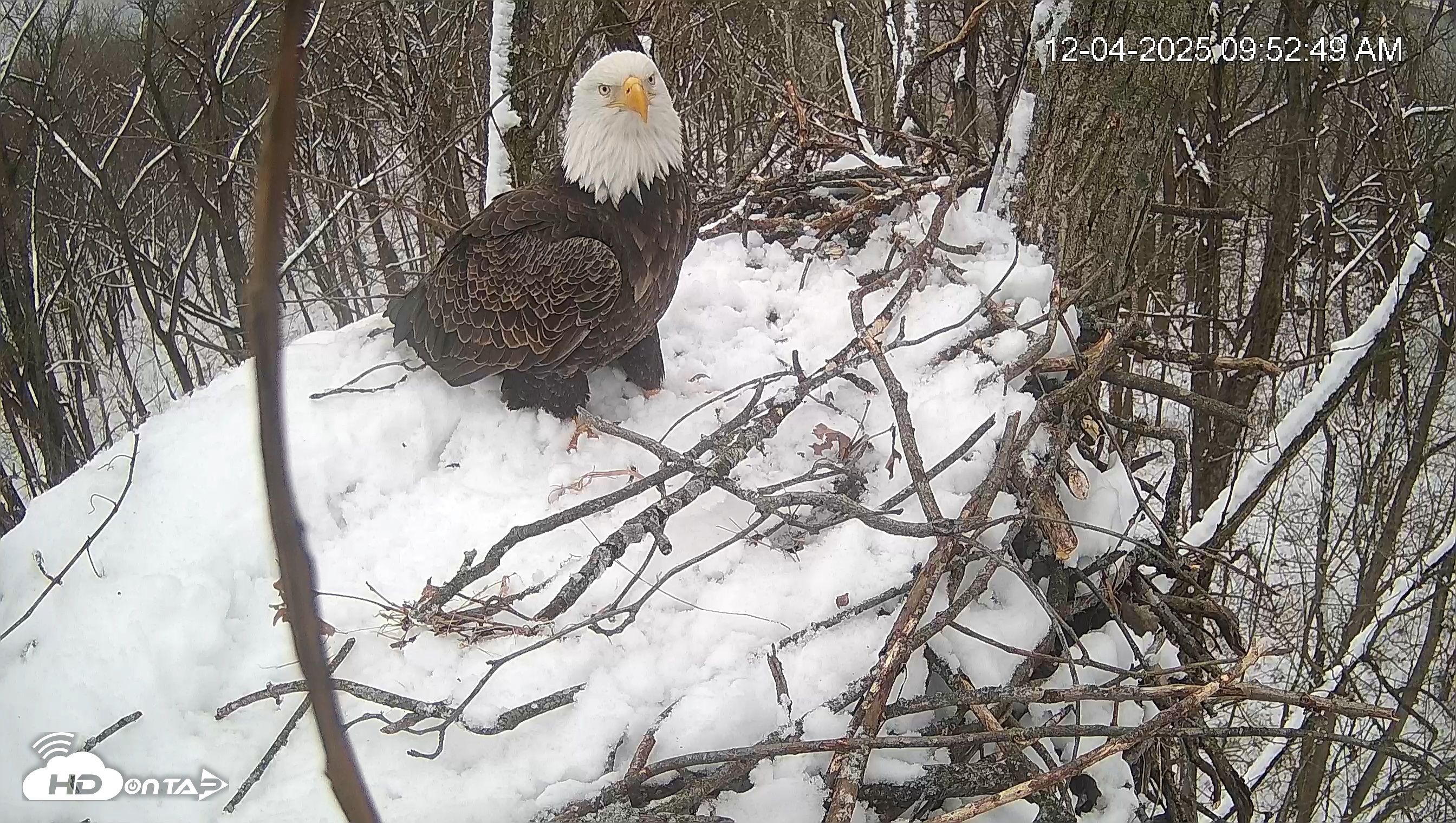 Snapshot of Cardinal Land Conservancy Eagles Live Webcam taken Dec 4, 2025, 9:53am EST