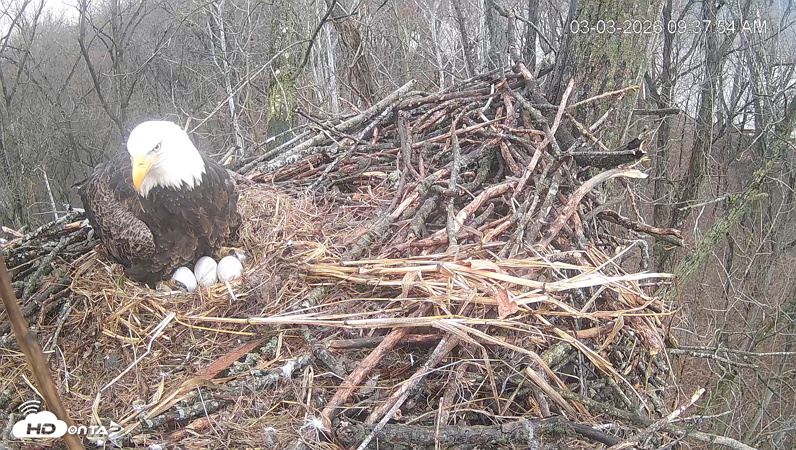 Snapshot of Cardinal Land Conservancy Eagles Live Webcam taken Mar 3, 2026, 9:38am EST