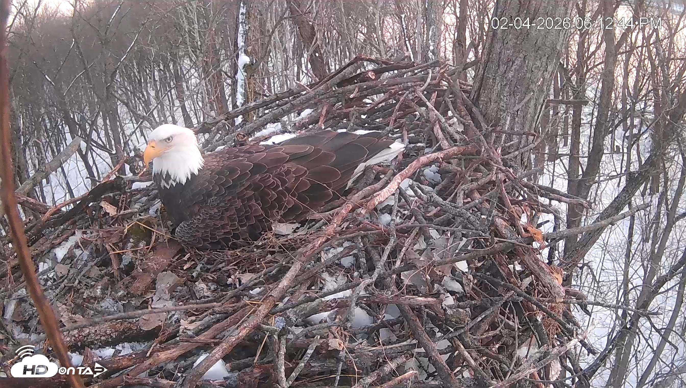 Snapshot of Cardinal Land Conservancy Eagles Live Webcam taken Feb 4, 2026, 6:13pm EST