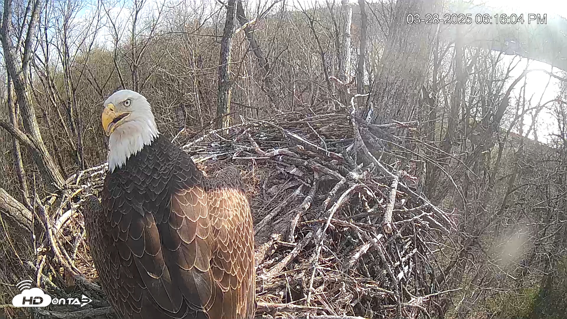 Snapshot of Cardinal Land Conservancy Eagles Live Webcam taken Mar 28, 2025, 6:16pm EDT