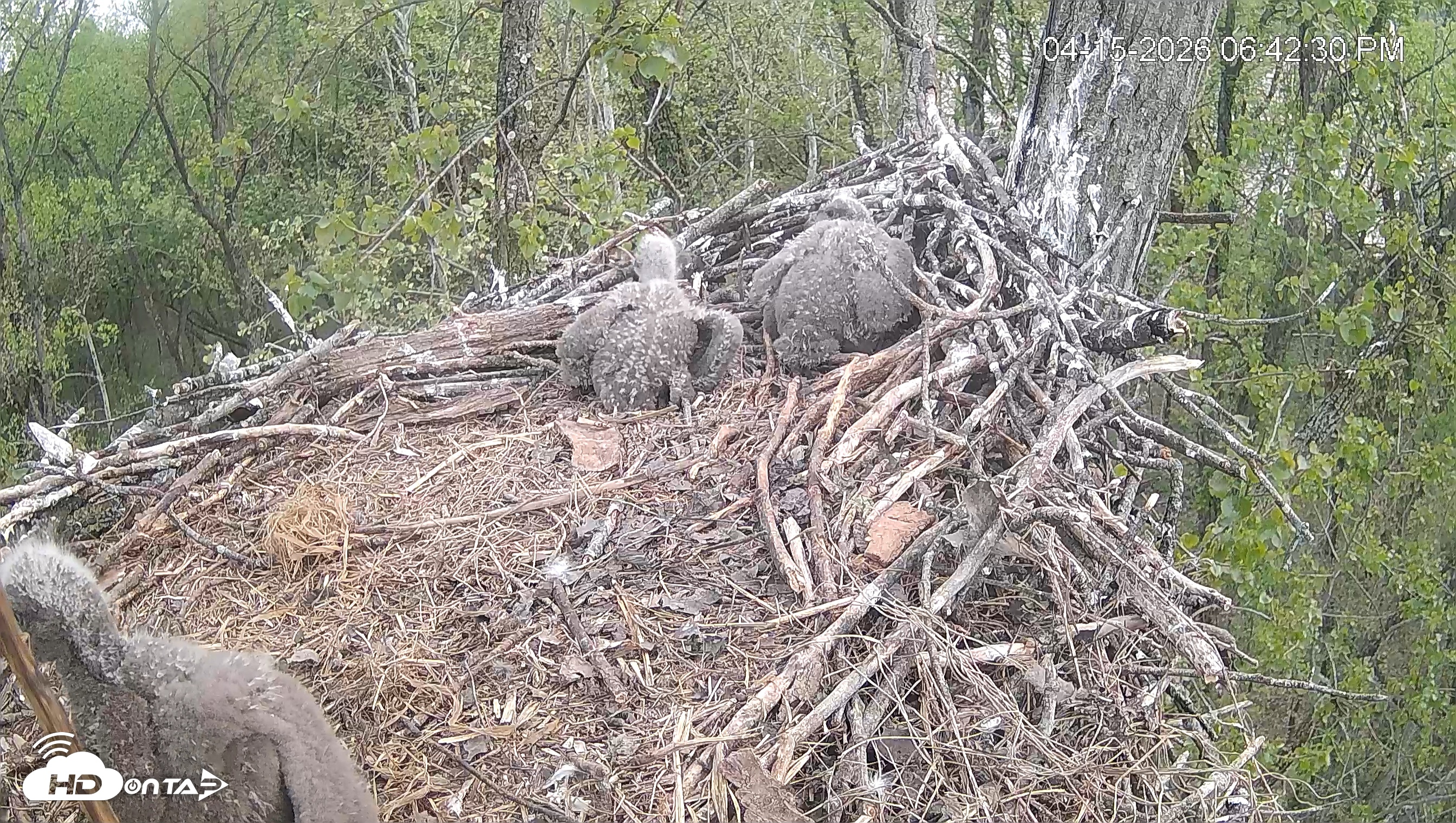 Snapshot of Cardinal Land Conservancy Eagles Live Webcam taken Apr 15, 2026, 6:43pm EDT