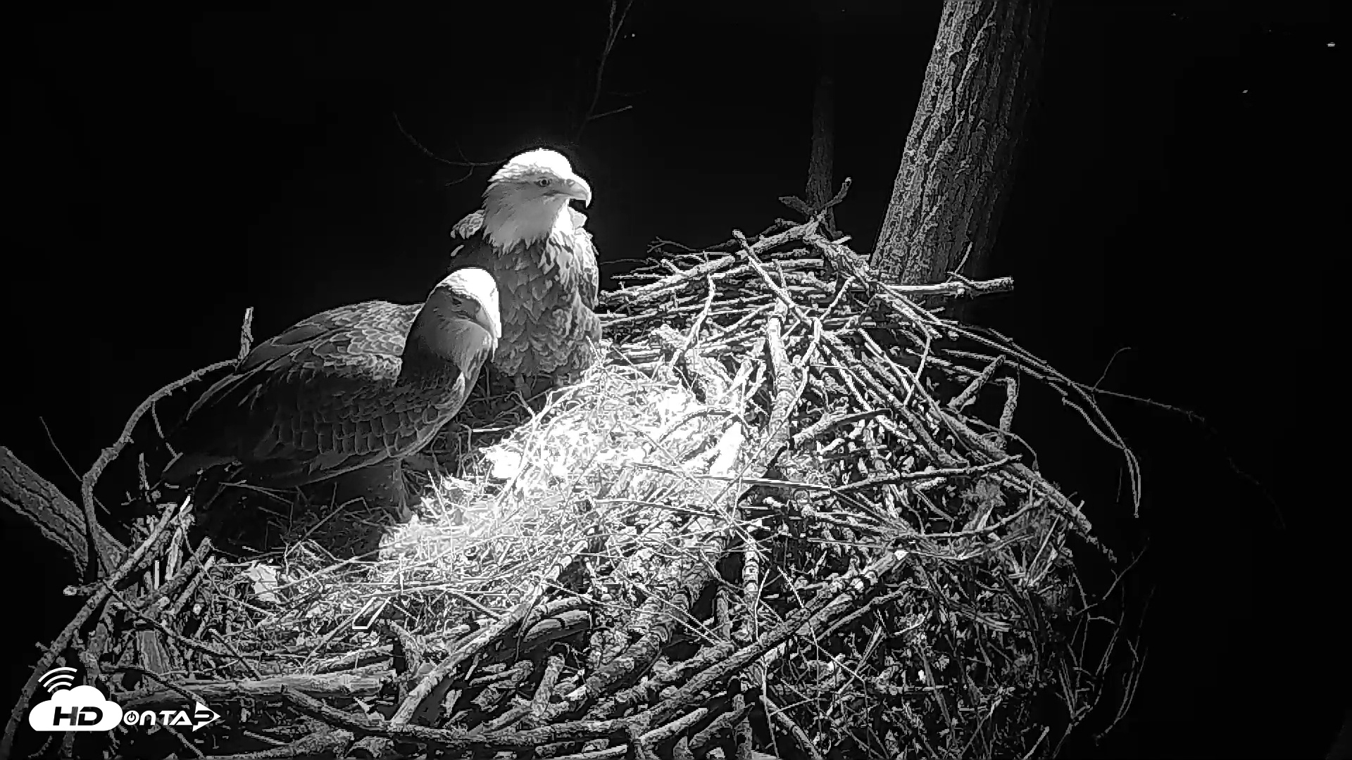 Snapshot of Cardinal Land Conservancy Eagles Live Webcam taken Feb 4, 2025, 7:02am EST