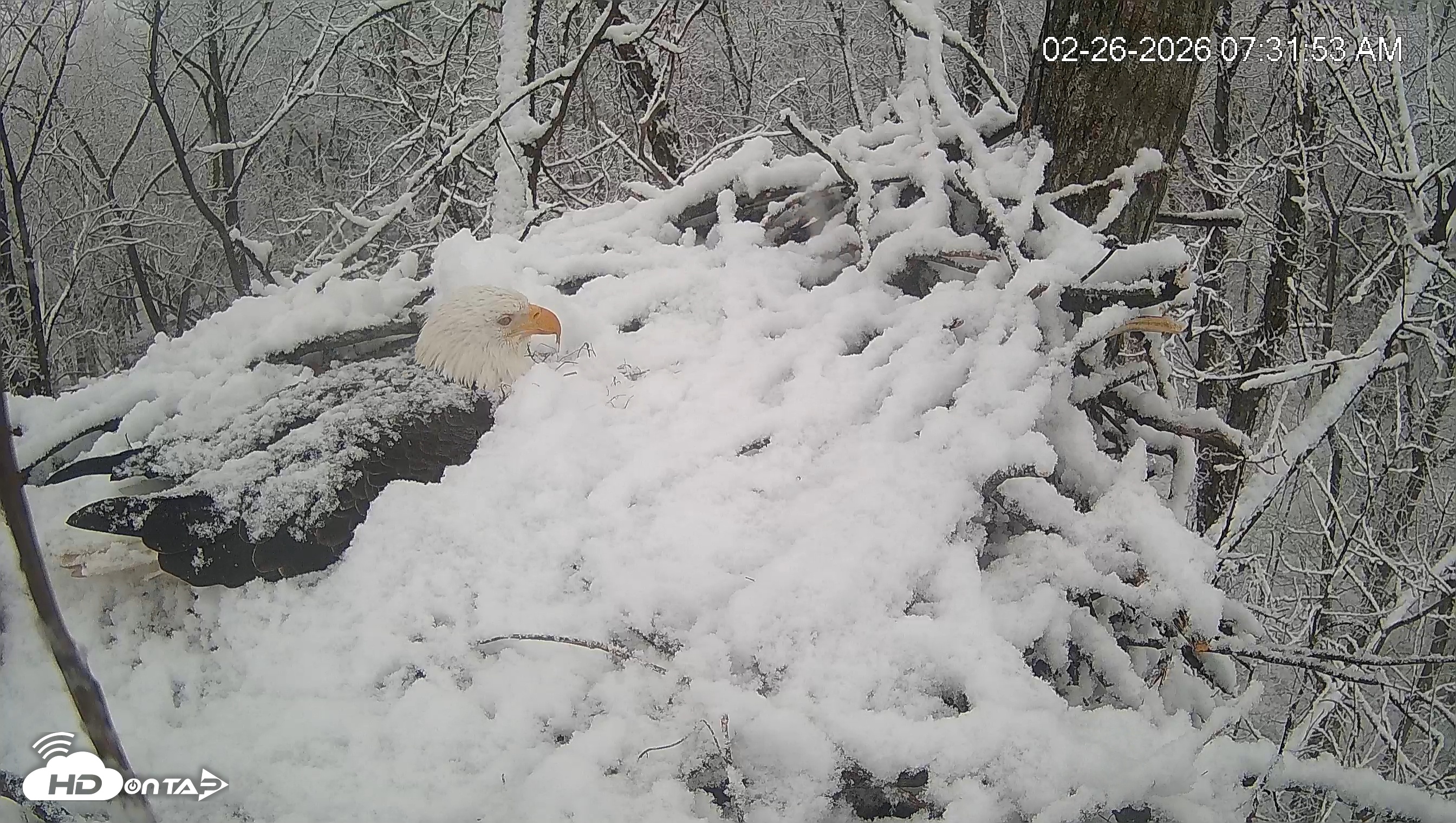 Snapshot of Cardinal Land Conservancy Eagles Live Webcam taken Feb 26, 2026, 7:32am EST