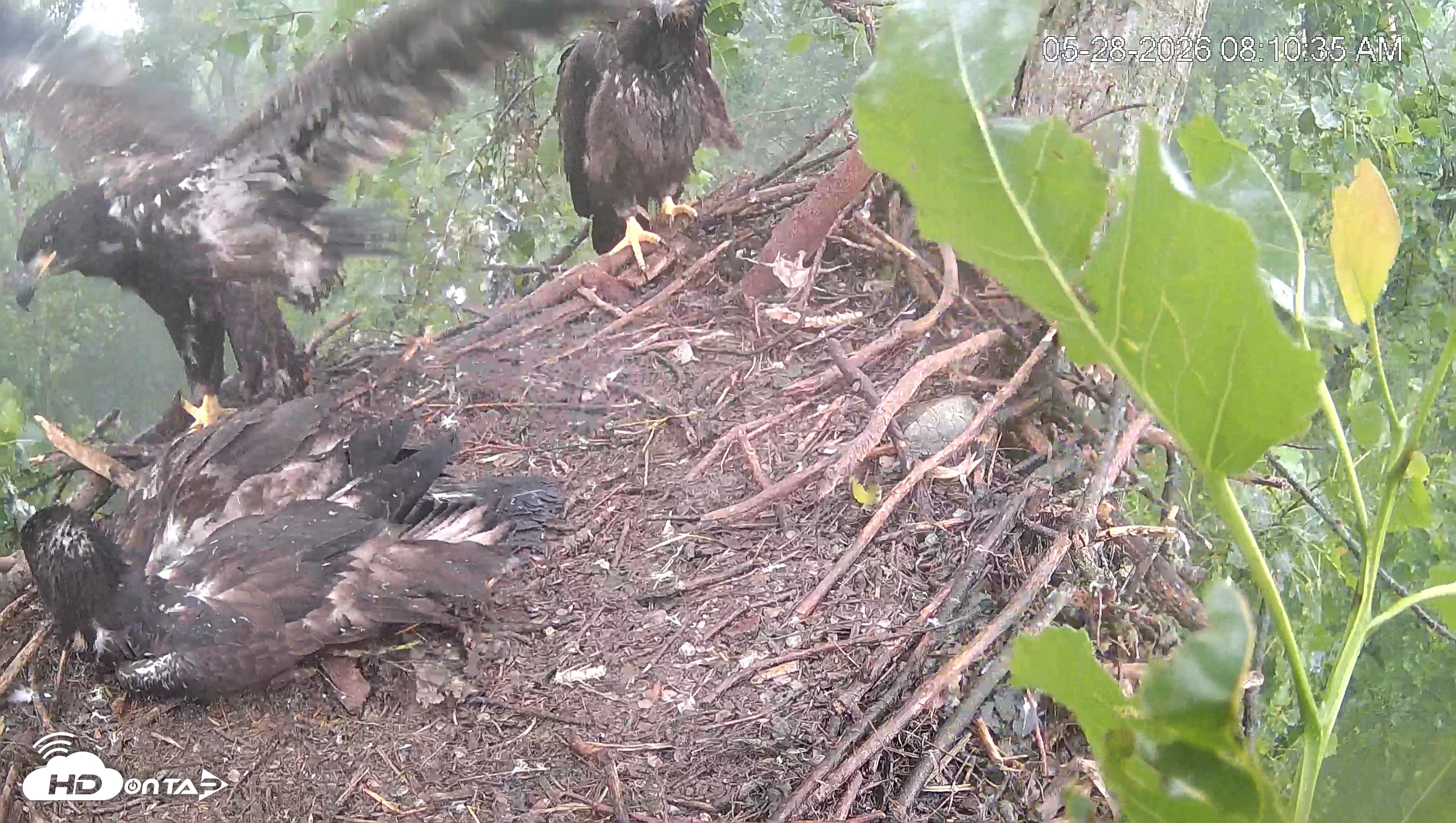 Snapshot of Cardinal Land Conservancy Eagles Live Webcam taken May 28, 2026, 8:11am EDT