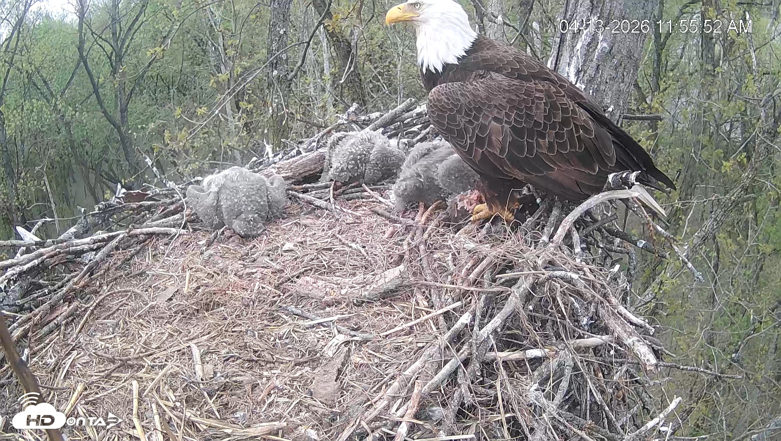 Snapshot of Cardinal Land Conservancy Eagles Live Webcam taken Apr 13, 2026, 11:58am EDT