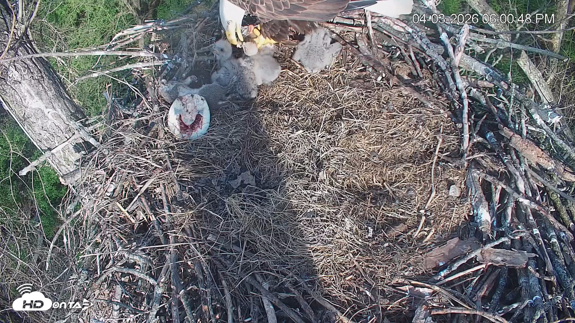 Snapshot of Cardinal Land Conservancy Eagles Live Webcam taken Apr 3, 2026, 6:01pm EDT