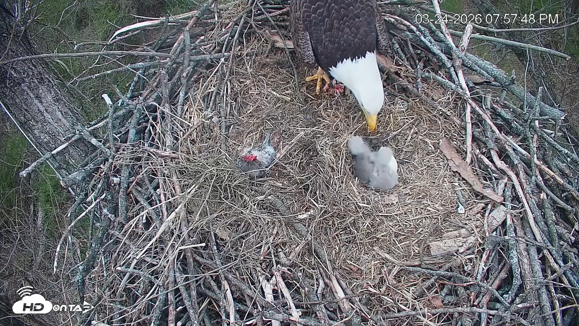 Snapshot of Cardinal Land Conservancy Eagles Live Webcam taken Mar 24, 2026, 7:58pm EDT