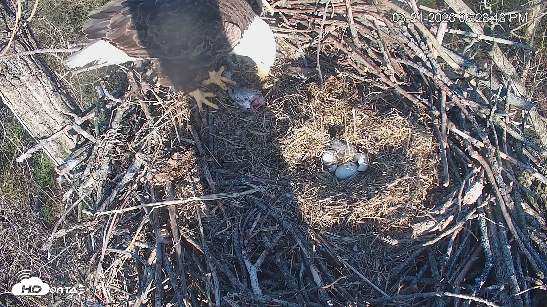 Snapshot of Cardinal Land Conservancy Eagles Live Webcam taken Mar 21, 2026, 6:29pm EDT