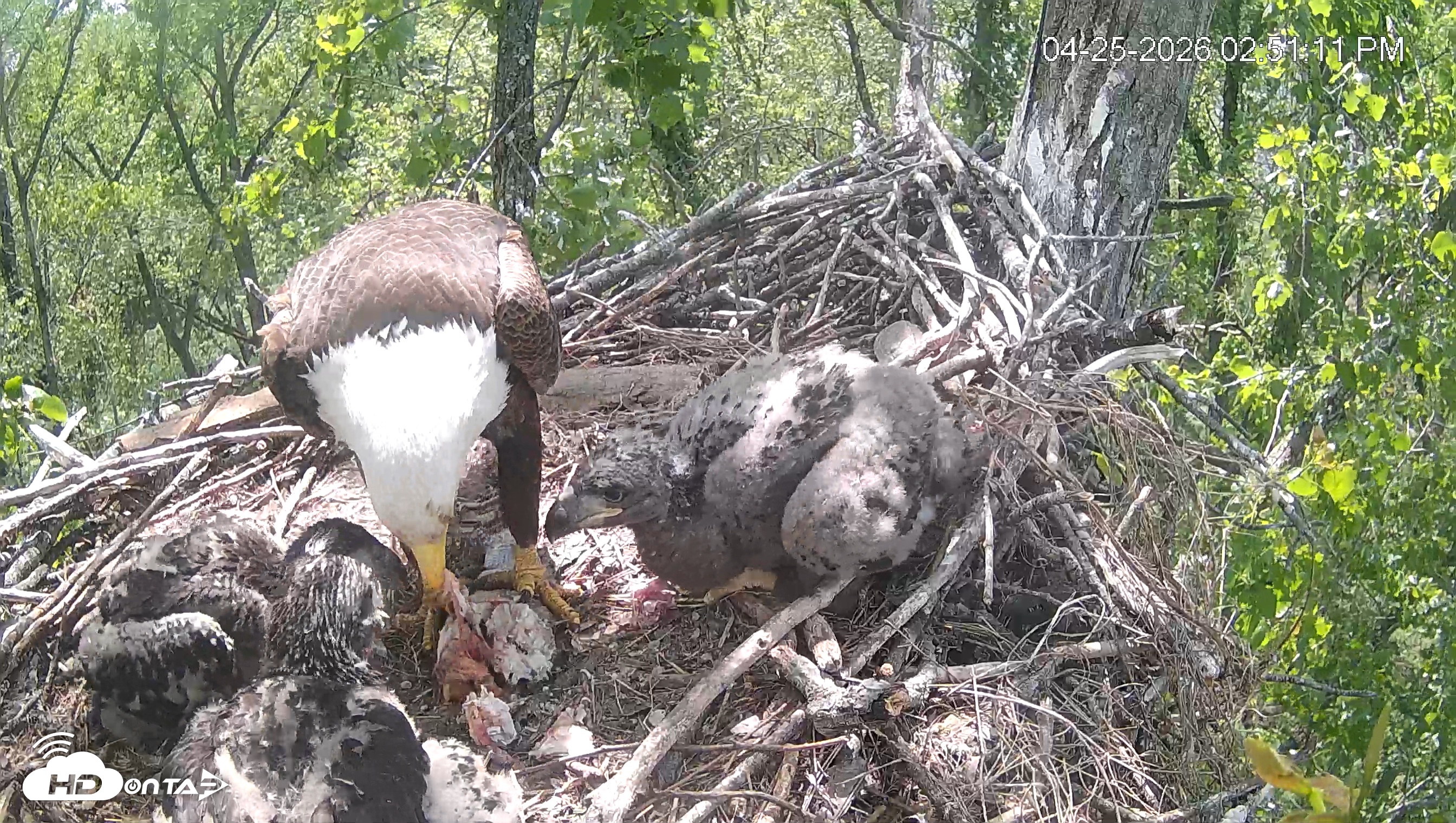 Snapshot of Cardinal Land Conservancy Eagles Live Webcam taken Apr 25, 2026, 2:52pm EDT
