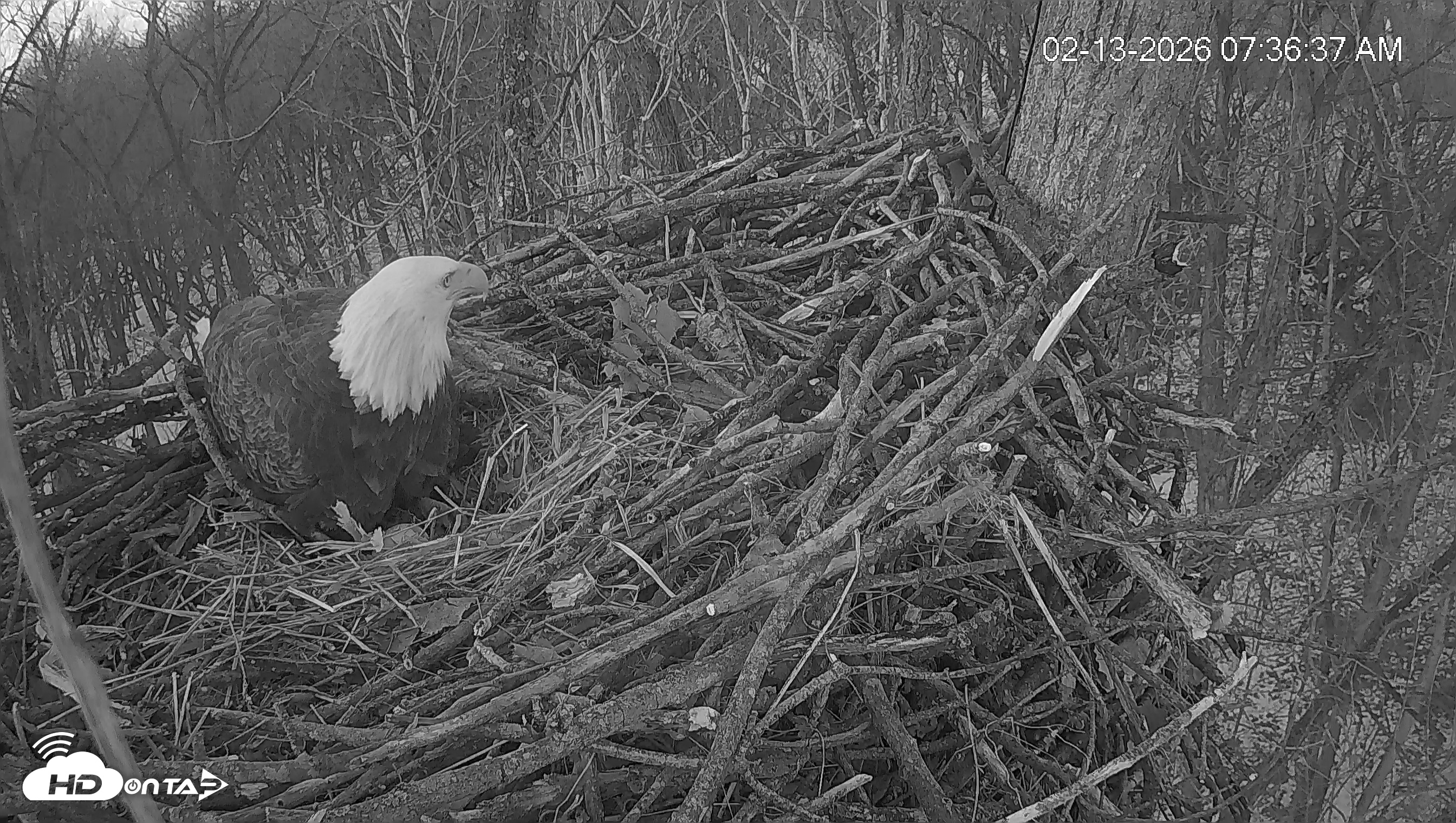 Snapshot of Cardinal Land Conservancy Eagles Live Webcam taken Feb 13, 2026, 7:37am EST