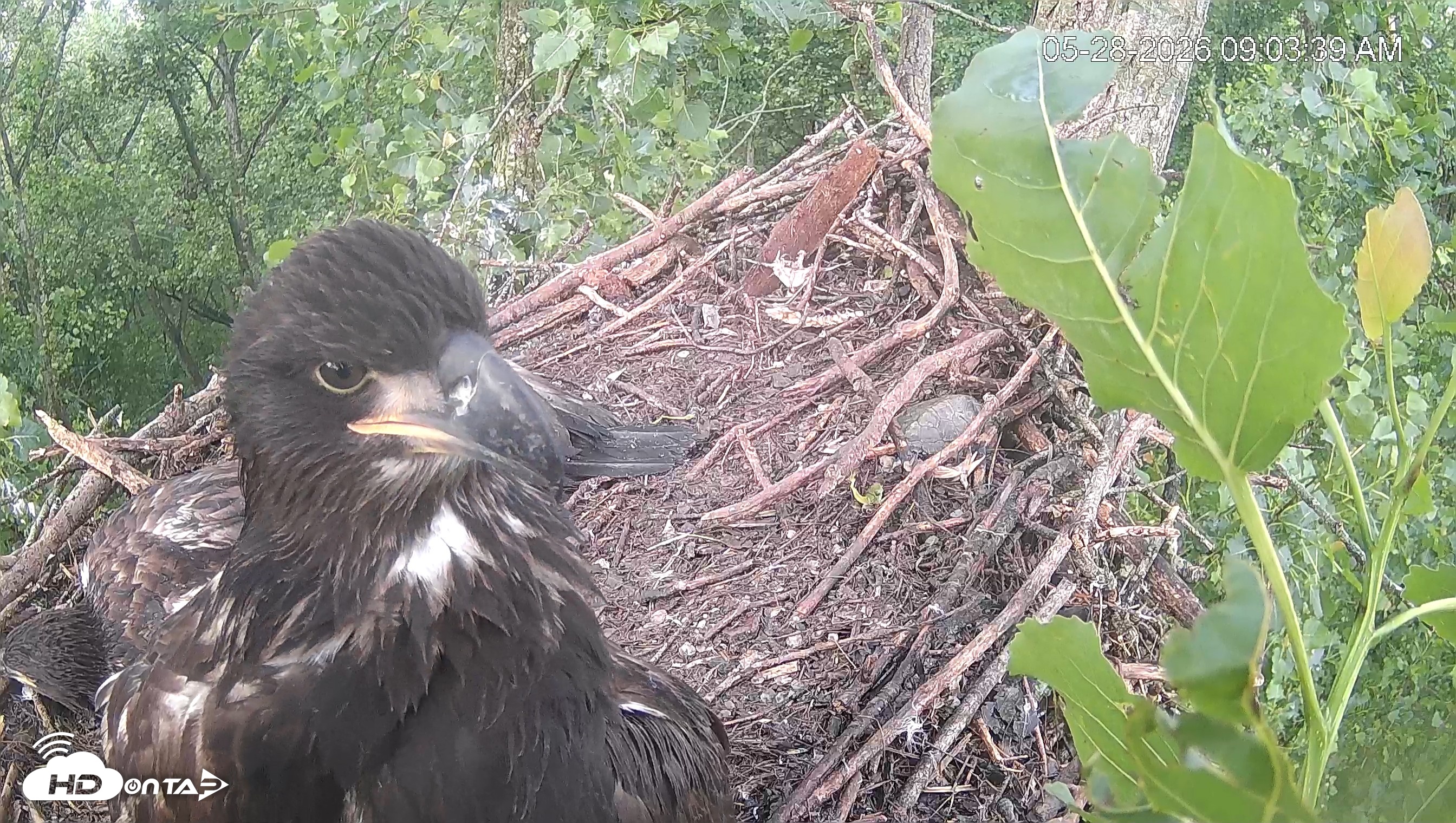 Snapshot of Cardinal Land Conservancy Eagles Live Webcam taken May 28, 2026, 9:04am EDT