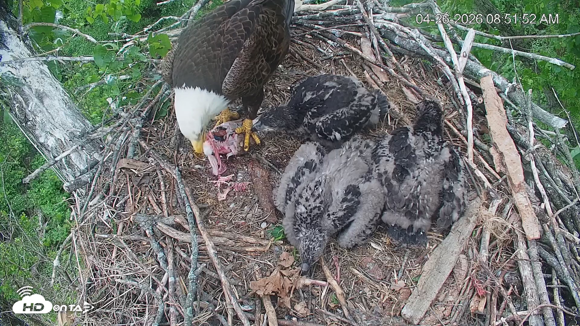 Snapshot of Cardinal Land Conservancy Eagles Live Webcam taken Apr 26, 2026, 8:52am EDT