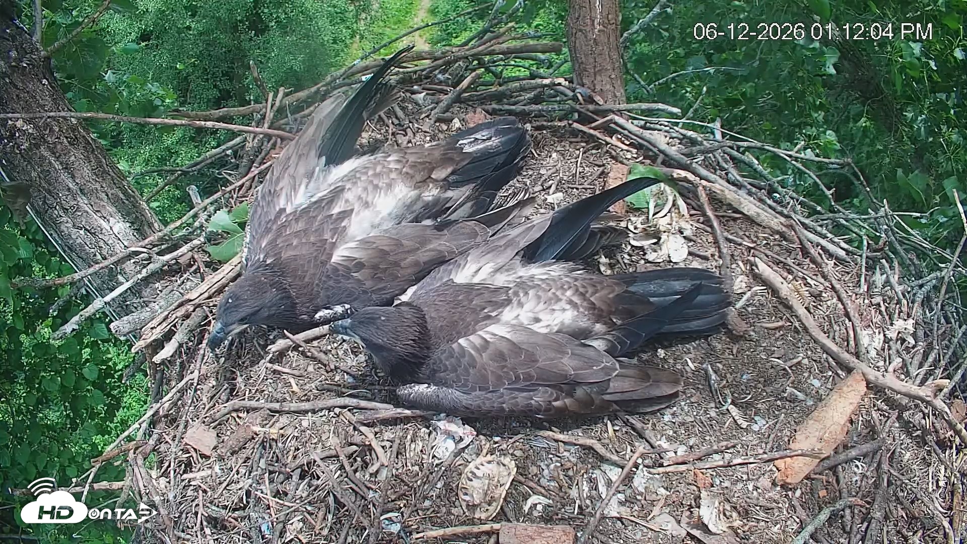 Snapshot of Cardinal Land Conservancy Eagles Live Webcam taken Jun 12, 2026, 1:12pm EDT