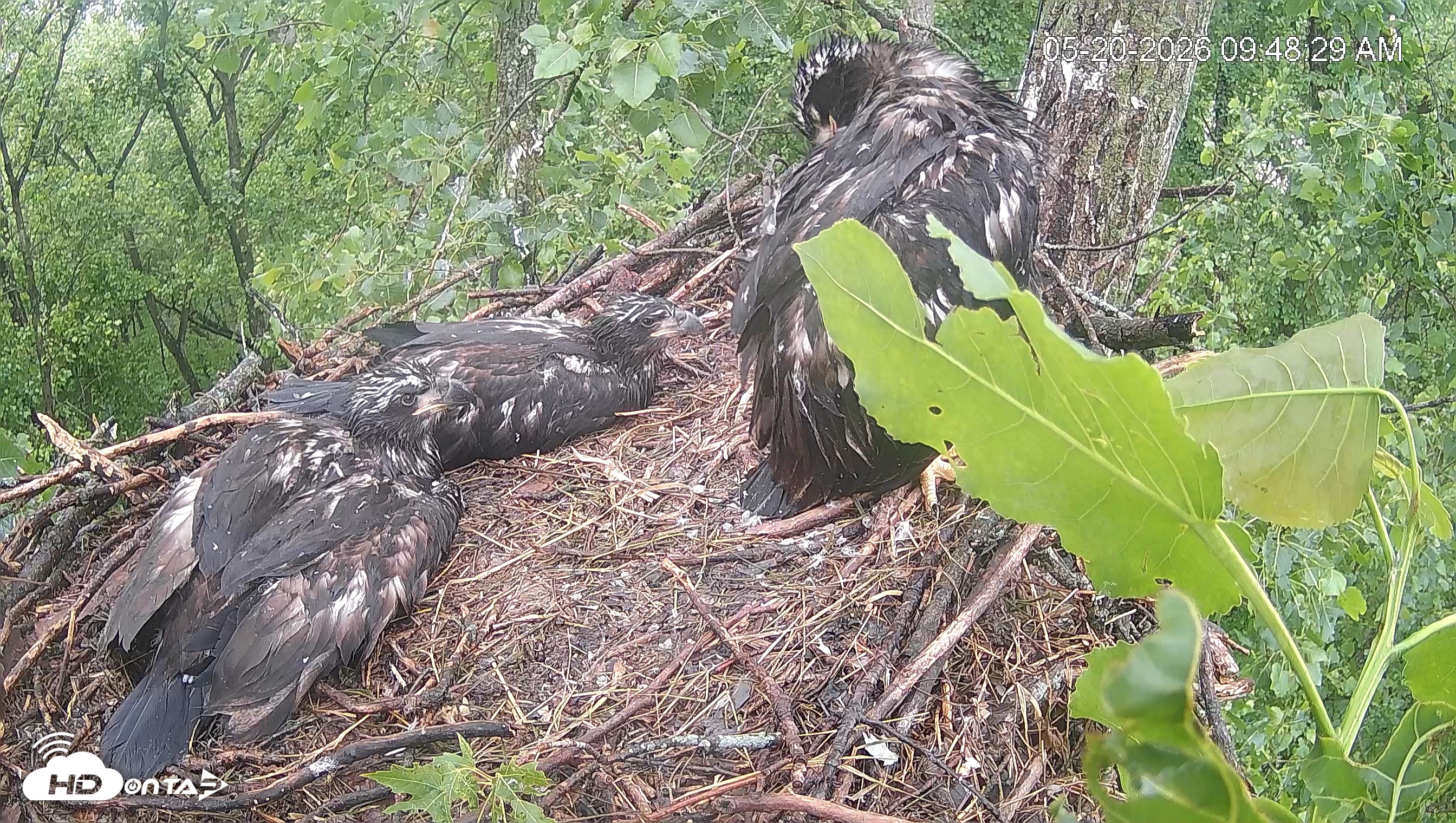 Snapshot of Cardinal Land Conservancy Eagles Live Webcam taken May 20, 2026, 9:49am EDT