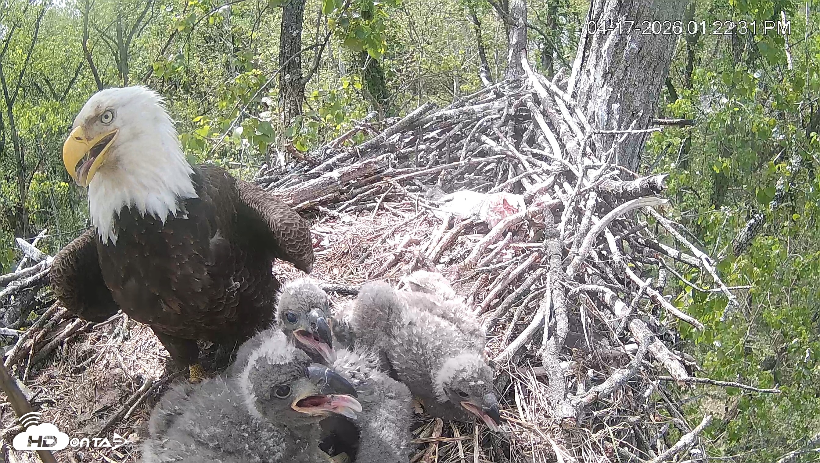 Snapshot of Cardinal Land Conservancy Eagles Live Webcam taken Apr 17, 2026, 1:23pm EDT