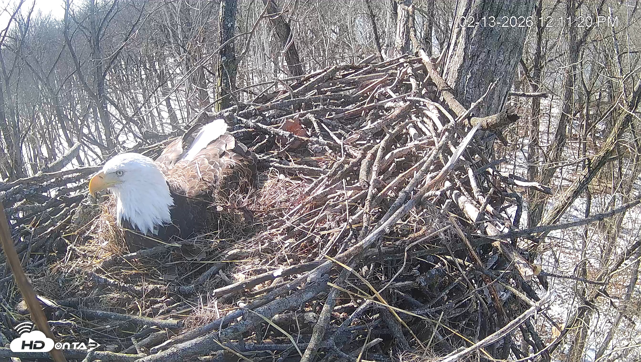 Snapshot of Cardinal Land Conservancy Eagles Live Webcam taken Feb 13, 2026, 12:12pm EST
