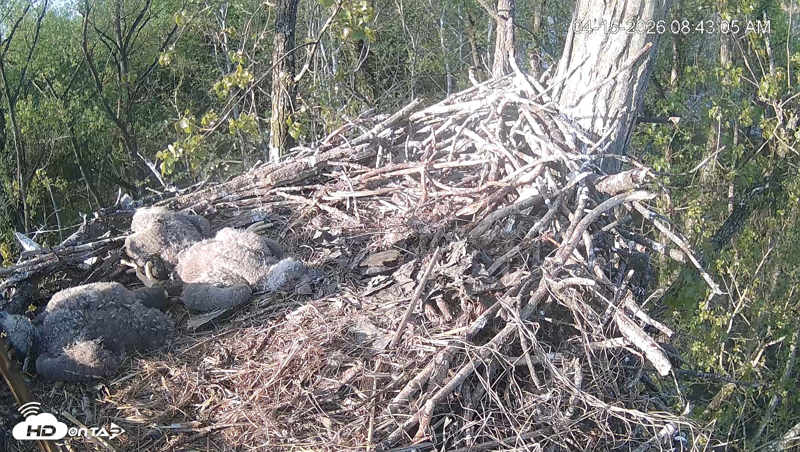 Snapshot of Cardinal Land Conservancy Eagles Live Webcam taken Apr 15, 2026, 8:43am EDT