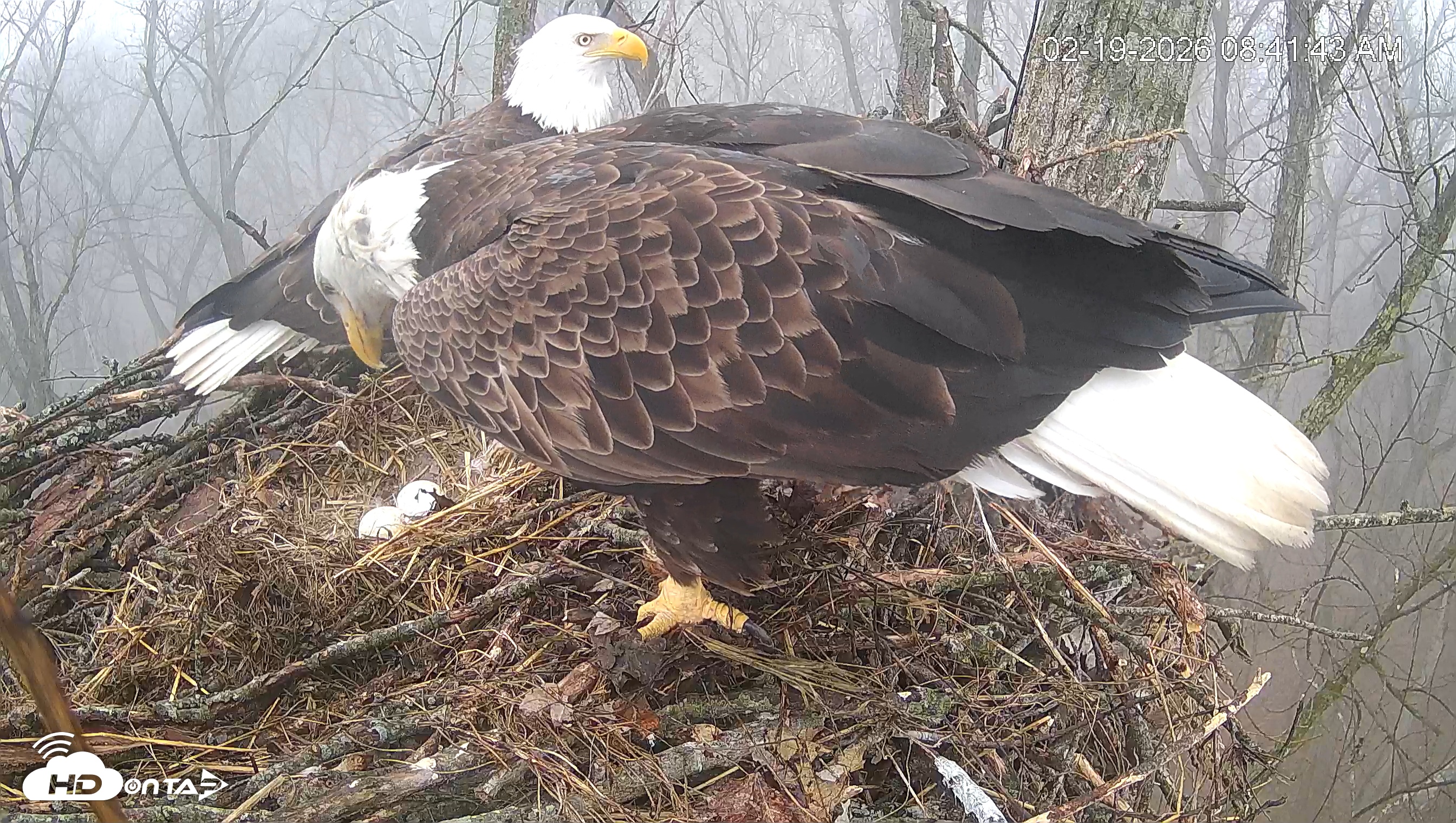 Snapshot of Cardinal Land Conservancy Eagles Live Webcam taken Feb 19, 2026, 8:42am EST