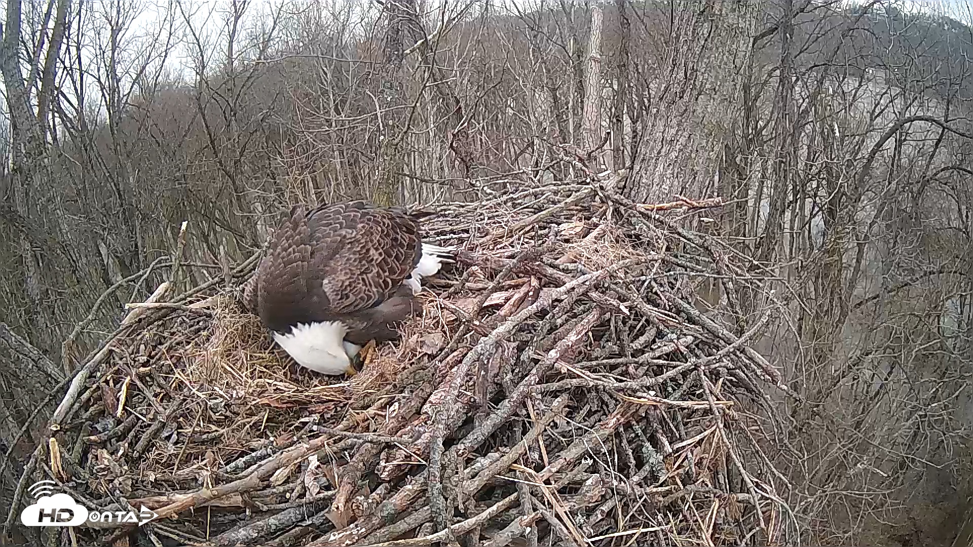 Snapshot of Cardinal Land Conservancy Eagles Live Webcam taken Feb 9, 2025, 6:14pm EST