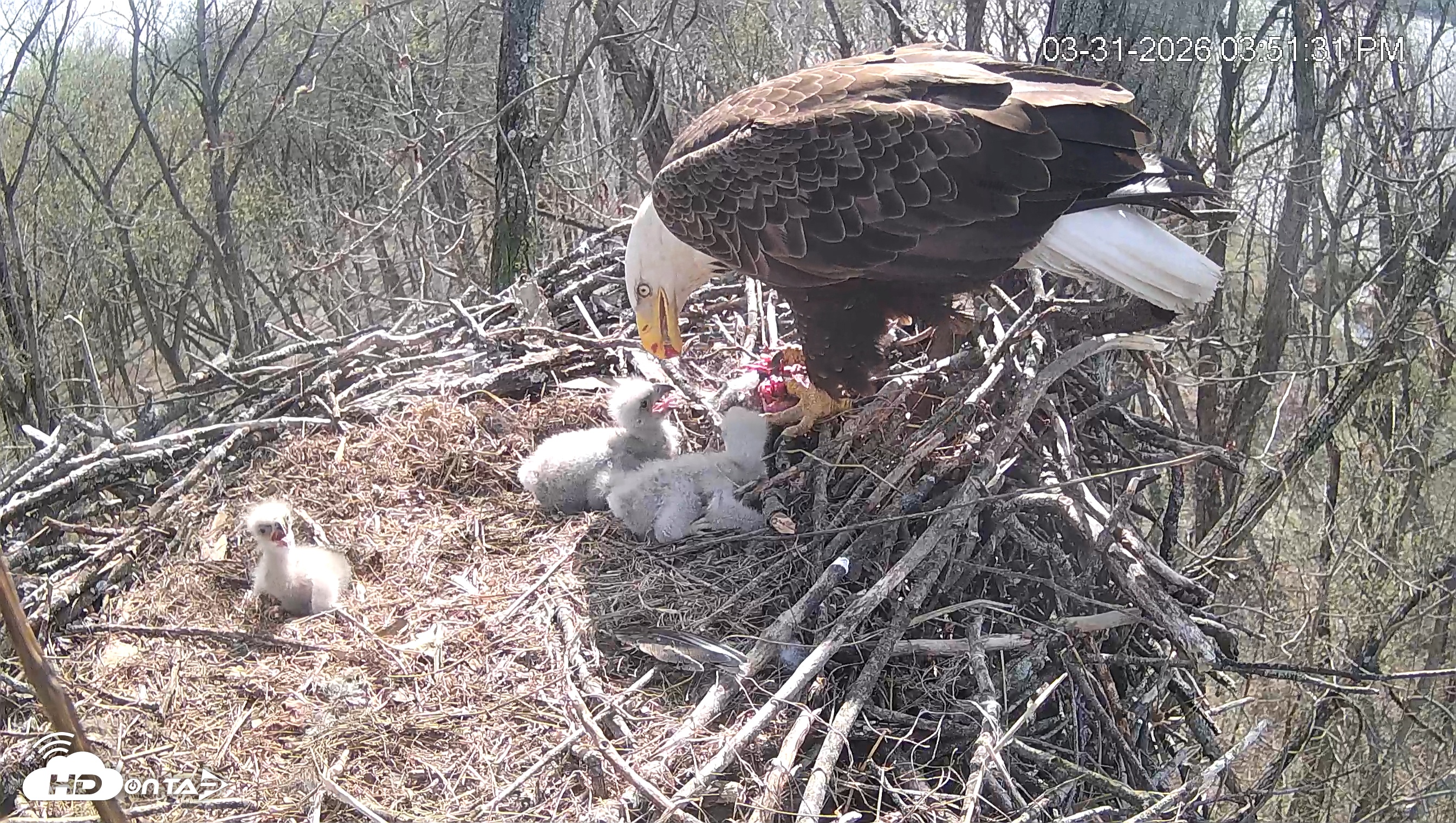 Snapshot of Cardinal Land Conservancy Eagles Live Webcam taken Mar 31, 2026, 3:52pm EDT
