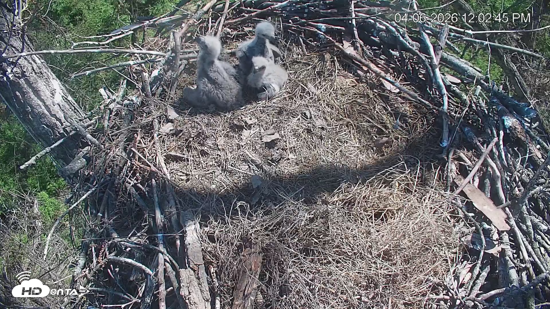 Snapshot of Cardinal Land Conservancy Eagles Live Webcam taken Apr 6, 2026, 12:03pm EDT
