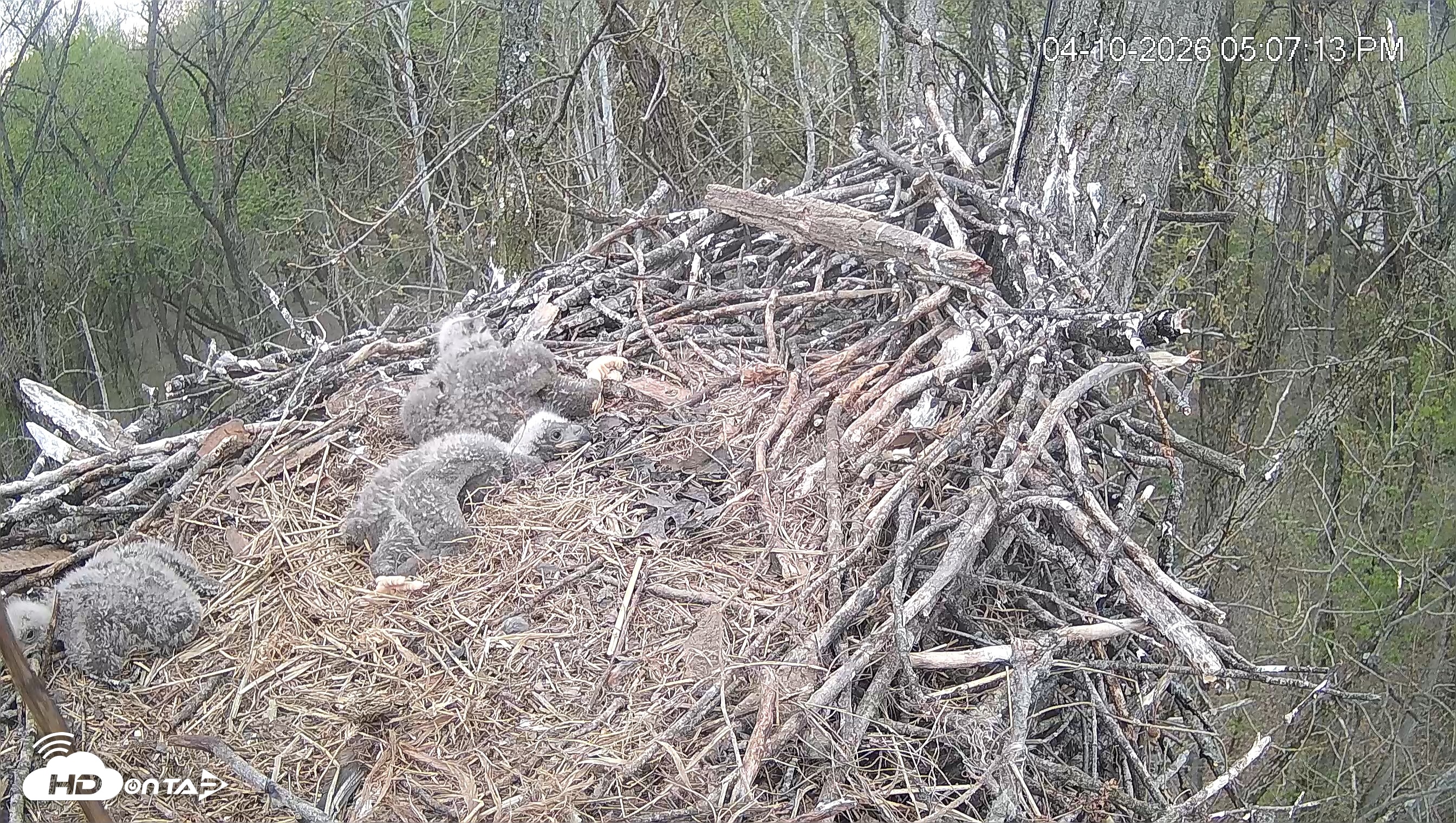 Snapshot of Cardinal Land Conservancy Eagles Live Webcam taken Apr 10, 2026, 5:08pm EDT