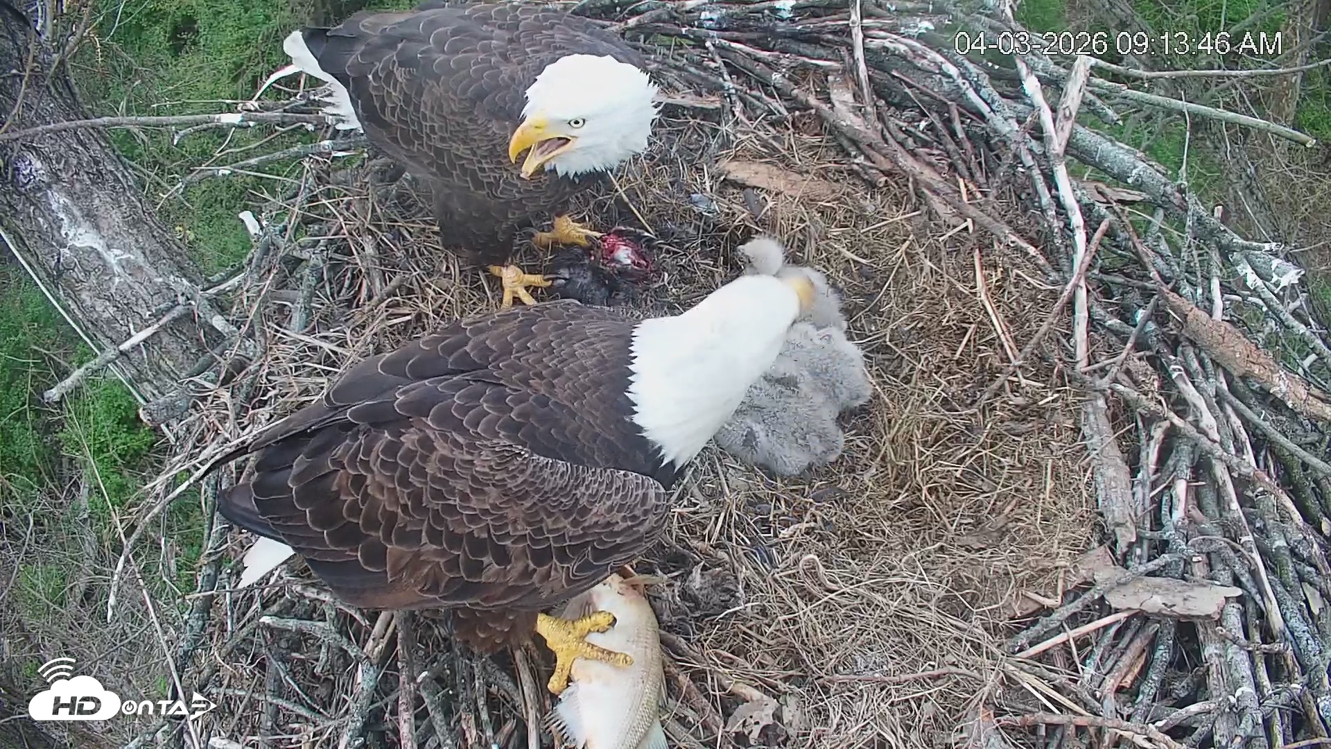 Snapshot of Cardinal Land Conservancy Eagles Live Webcam taken Apr 3, 2026, 9:14am EDT
