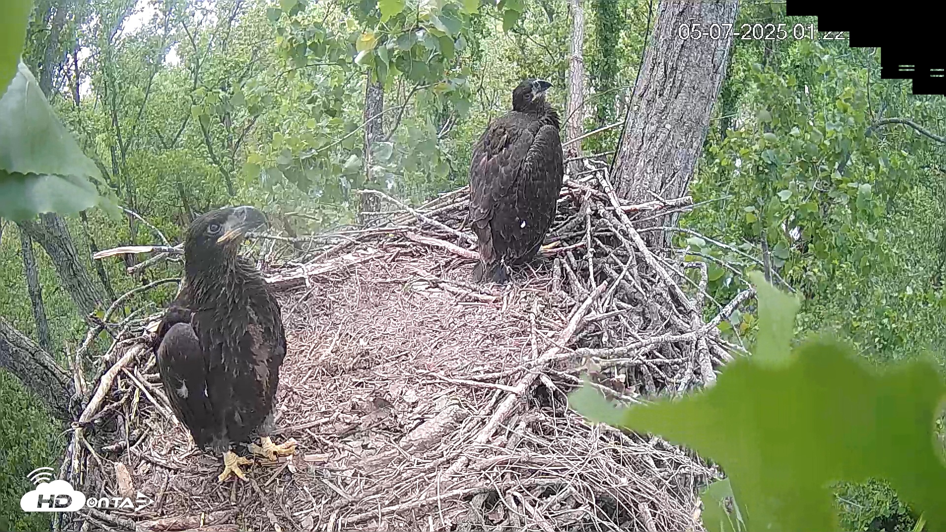 Snapshot of Cardinal Land Conservancy Eagles Live Webcam taken May 7, 2025, 1:23pm EDT