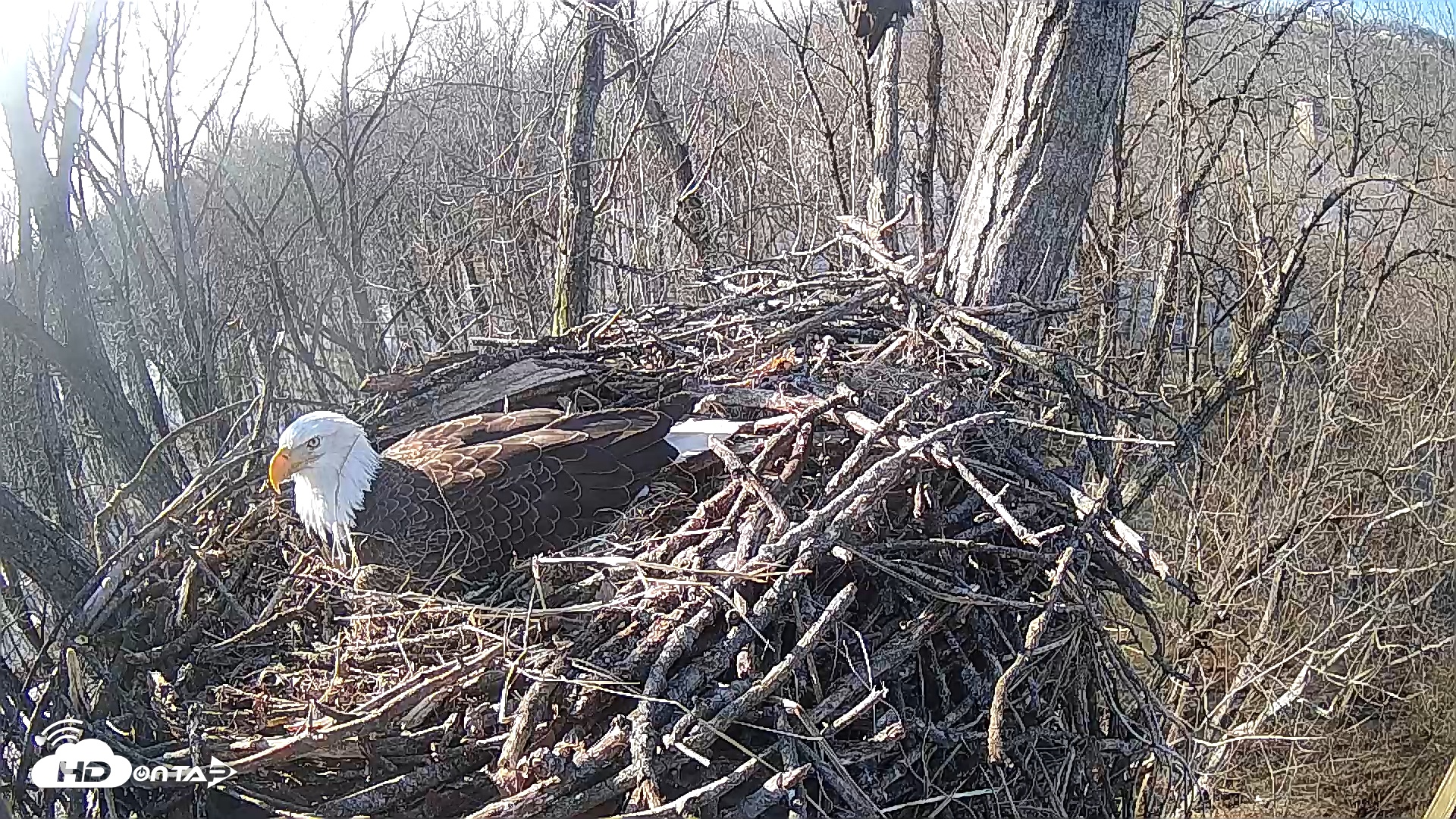 Snapshot of Cardinal Land Conservancy Eagles Live Webcam taken Feb 10, 2025, 10:36am EST