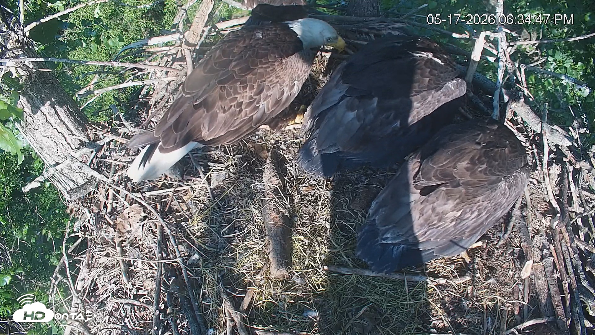 Snapshot of Cardinal Land Conservancy Eagles Live Webcam taken May 17, 2026, 6:35pm EDT