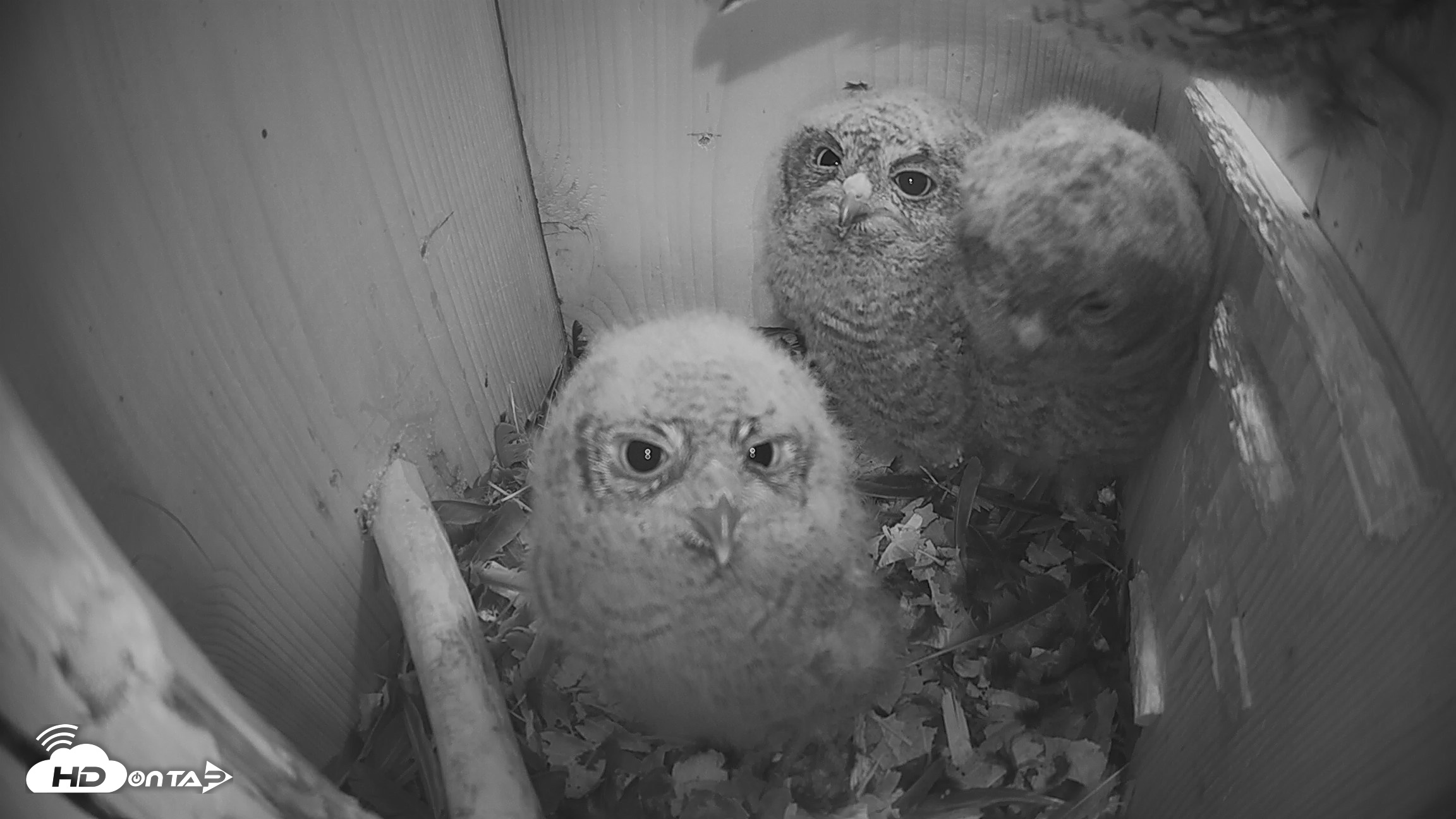 Snapshot of Cardinal Land Conservancy Eagles Live Webcam taken Apr 12, 2026, 3:08am EDT