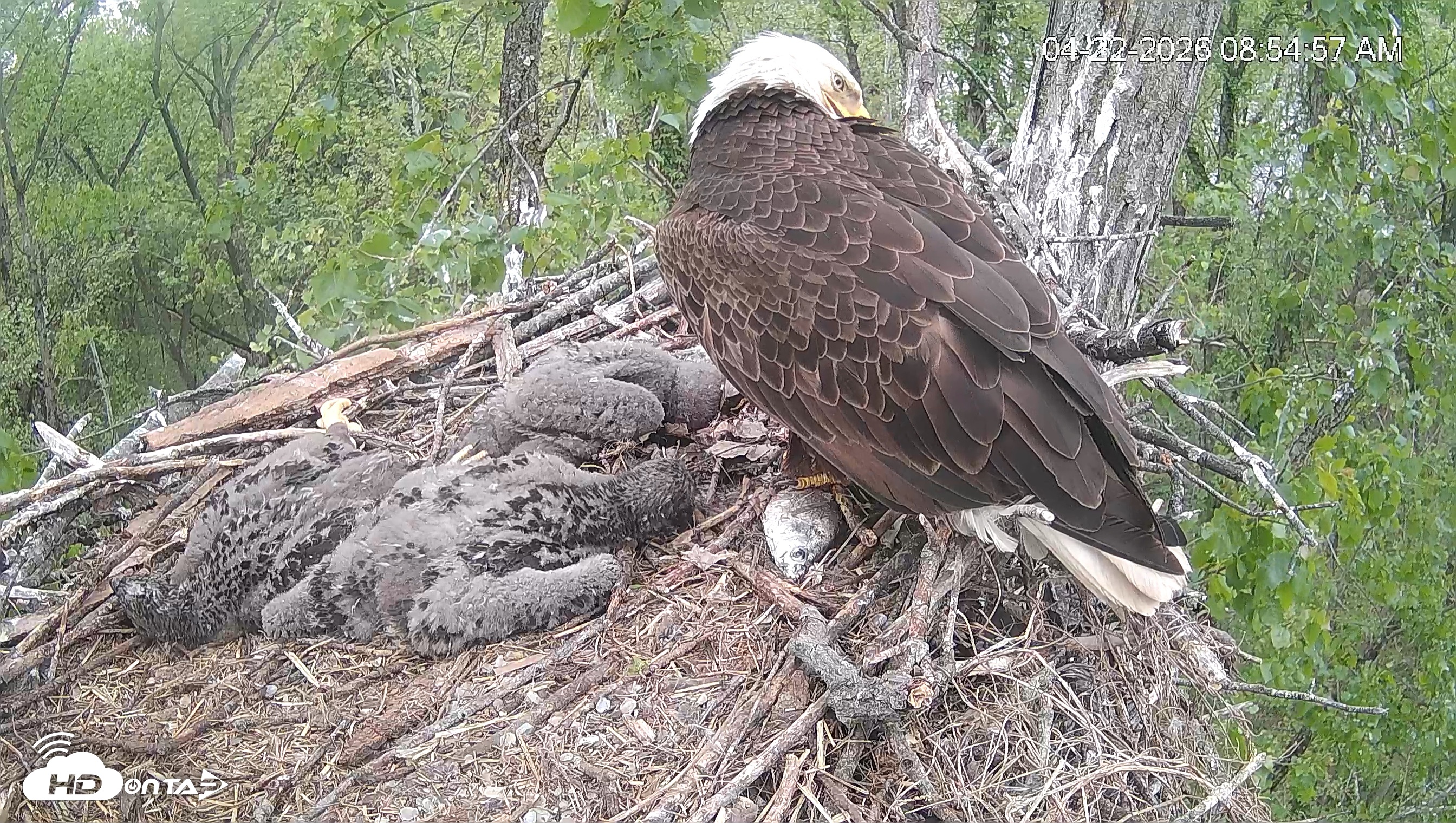 Snapshot of Cardinal Land Conservancy Eagles Live Webcam taken Apr 22, 2026, 8:55am EDT