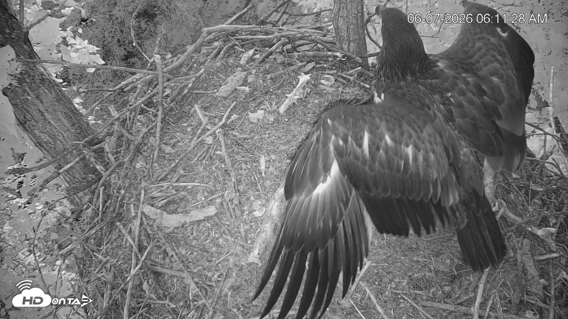 Snapshot of Cardinal Land Conservancy Eagles Live Webcam taken Jun 7, 2026, 6:12am EDT