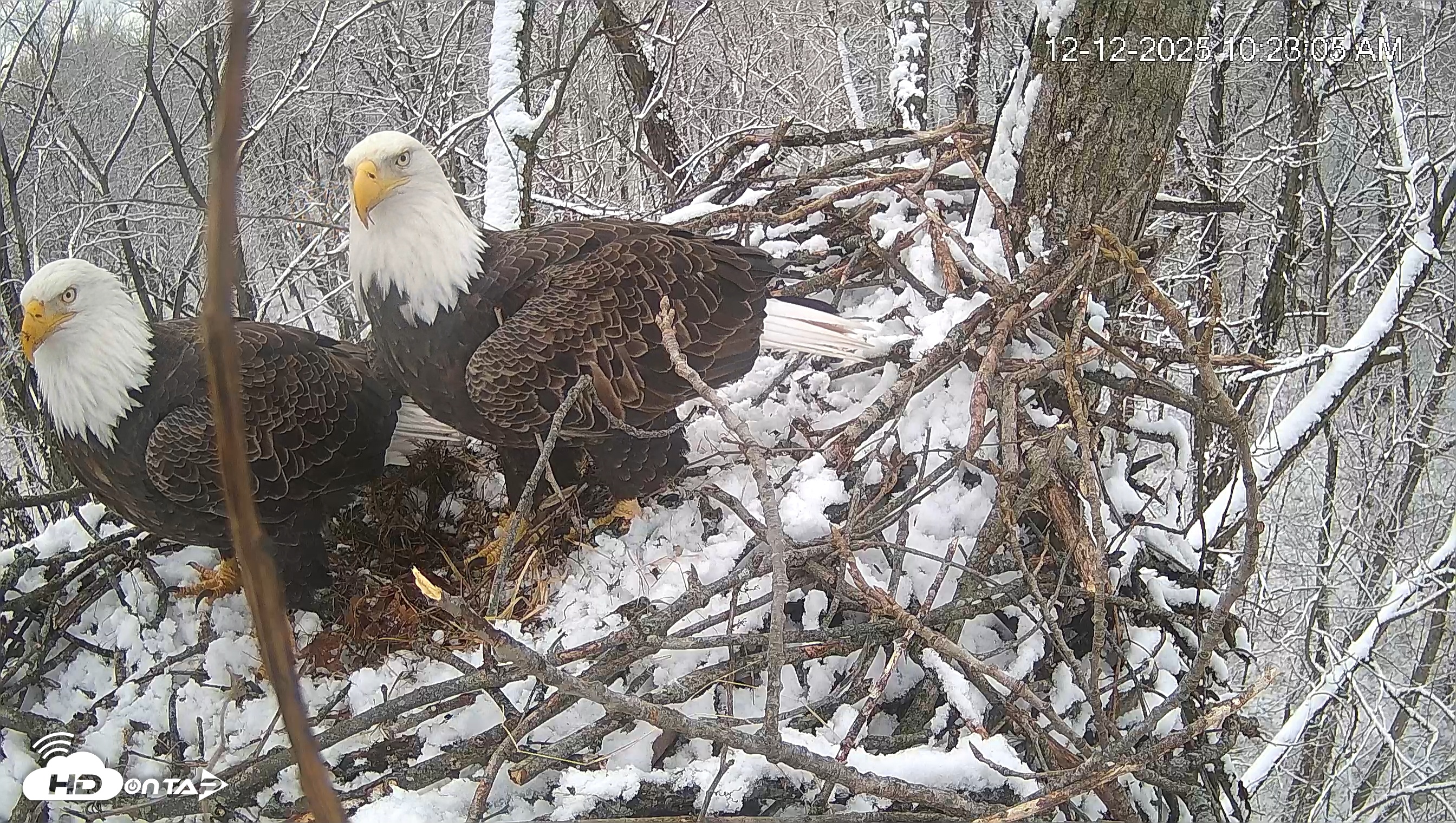 Snapshot of Cardinal Land Conservancy Eagles Live Webcam taken Dec 12, 2025, 10:23am EST
