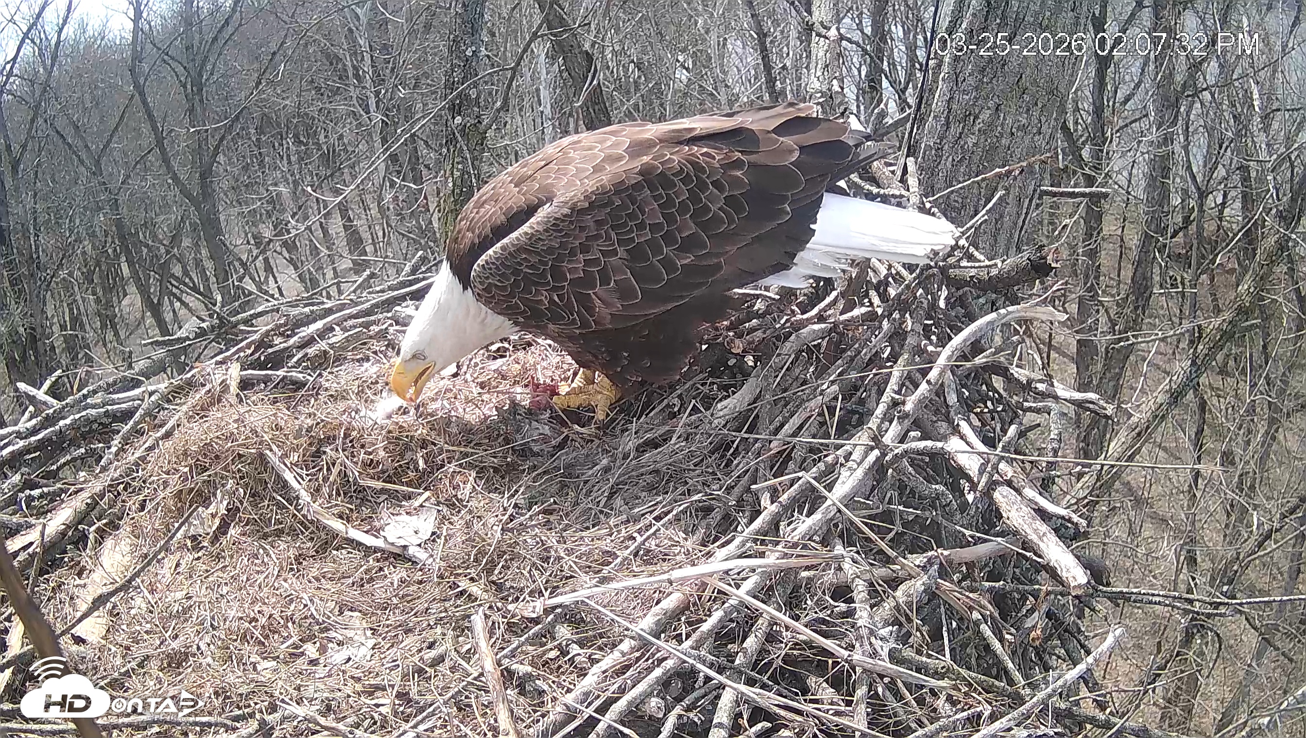 Snapshot of Cardinal Land Conservancy Eagles Live Webcam taken Mar 25, 2026, 2:08pm EDT